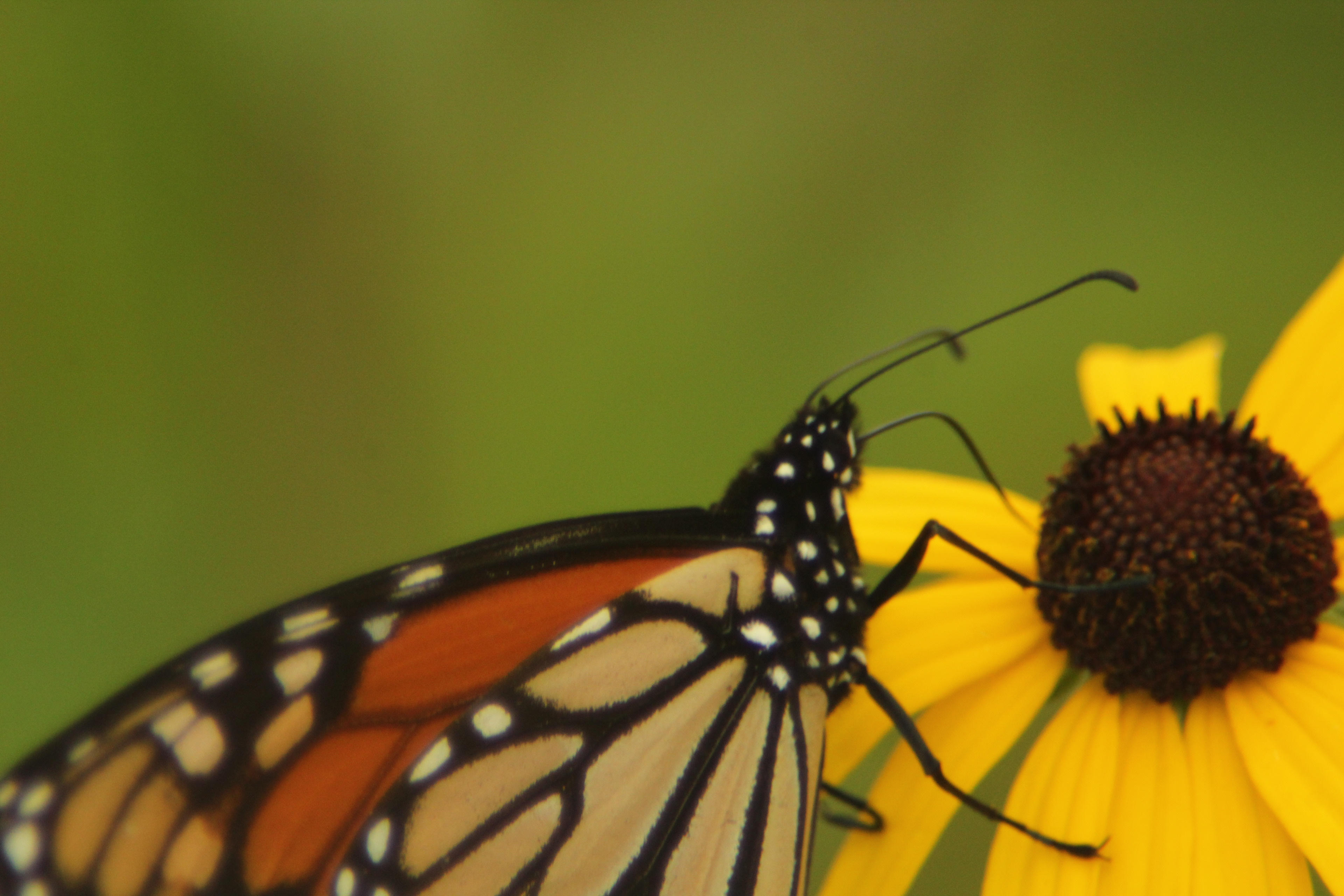 Monarch