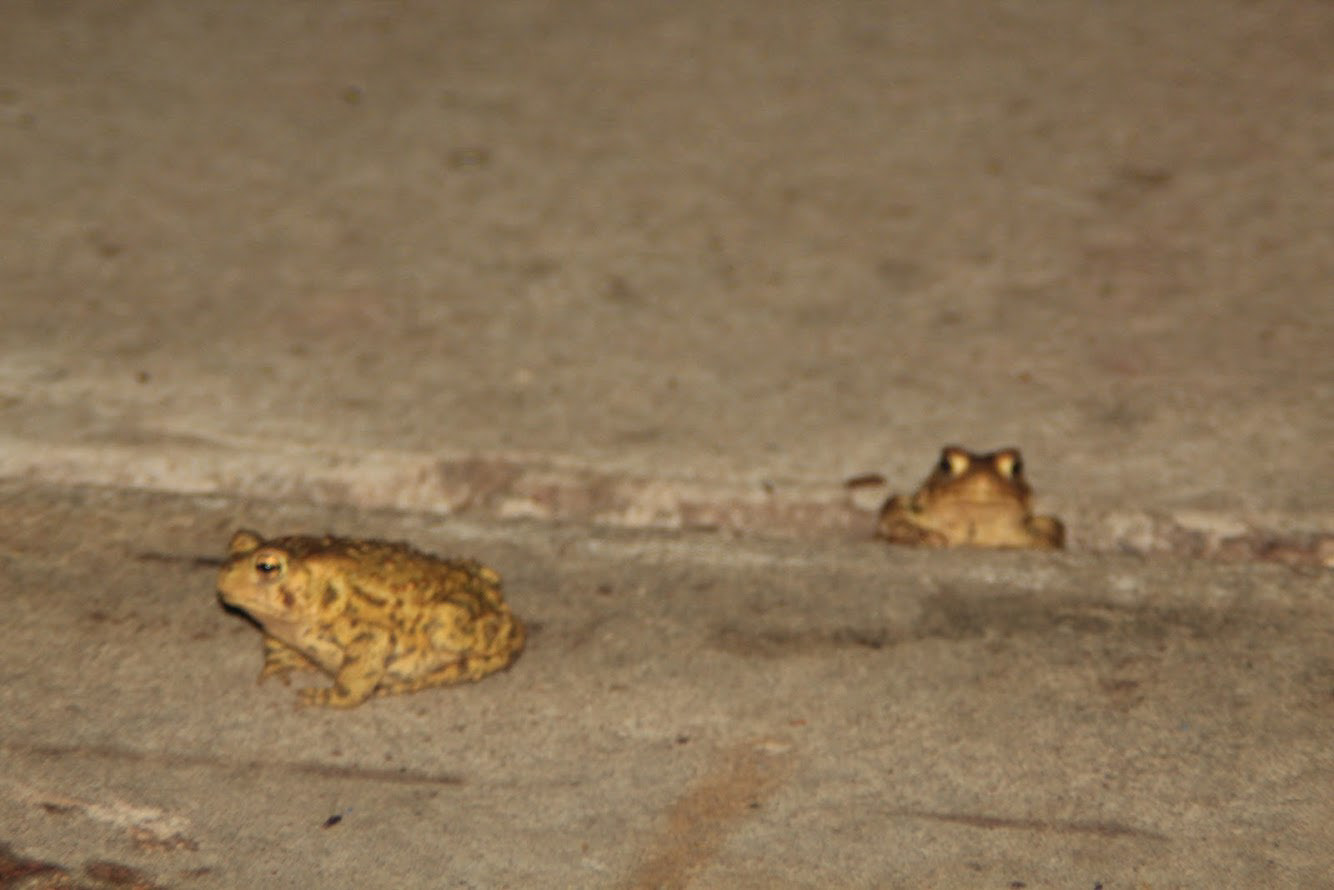 Toads