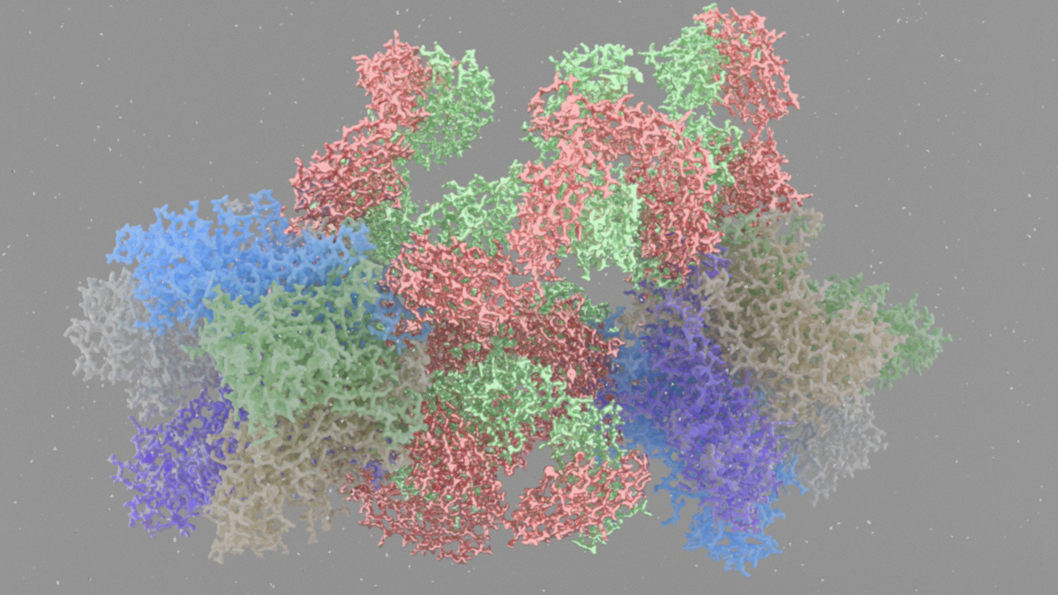 Papillomavirus capsid with binding antibodies (5W10)