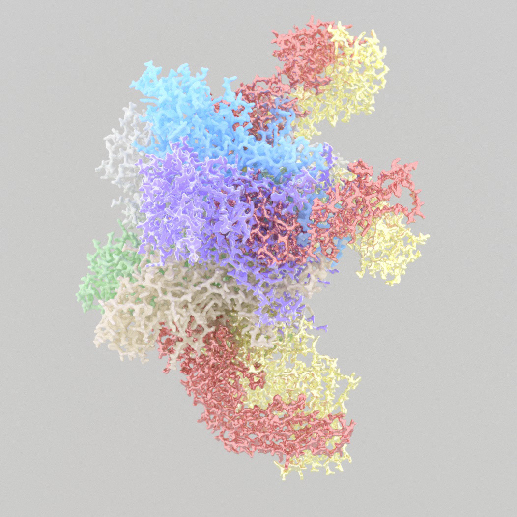 Pappilomavirus capsid with binding antibodies (5W10)