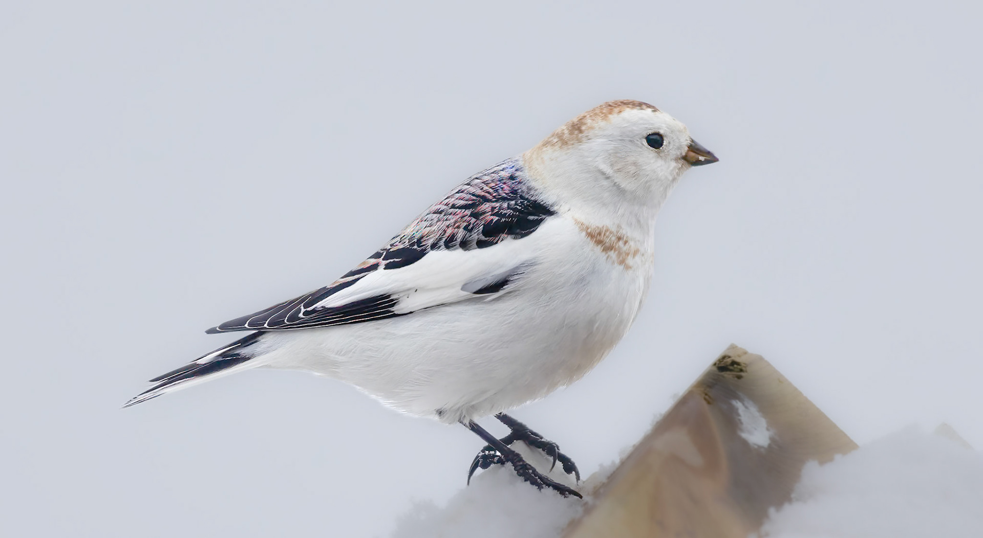 Snøspurv, 5. april 2025