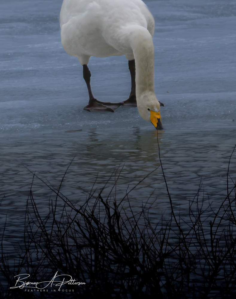 Sangsvane, april 2025.