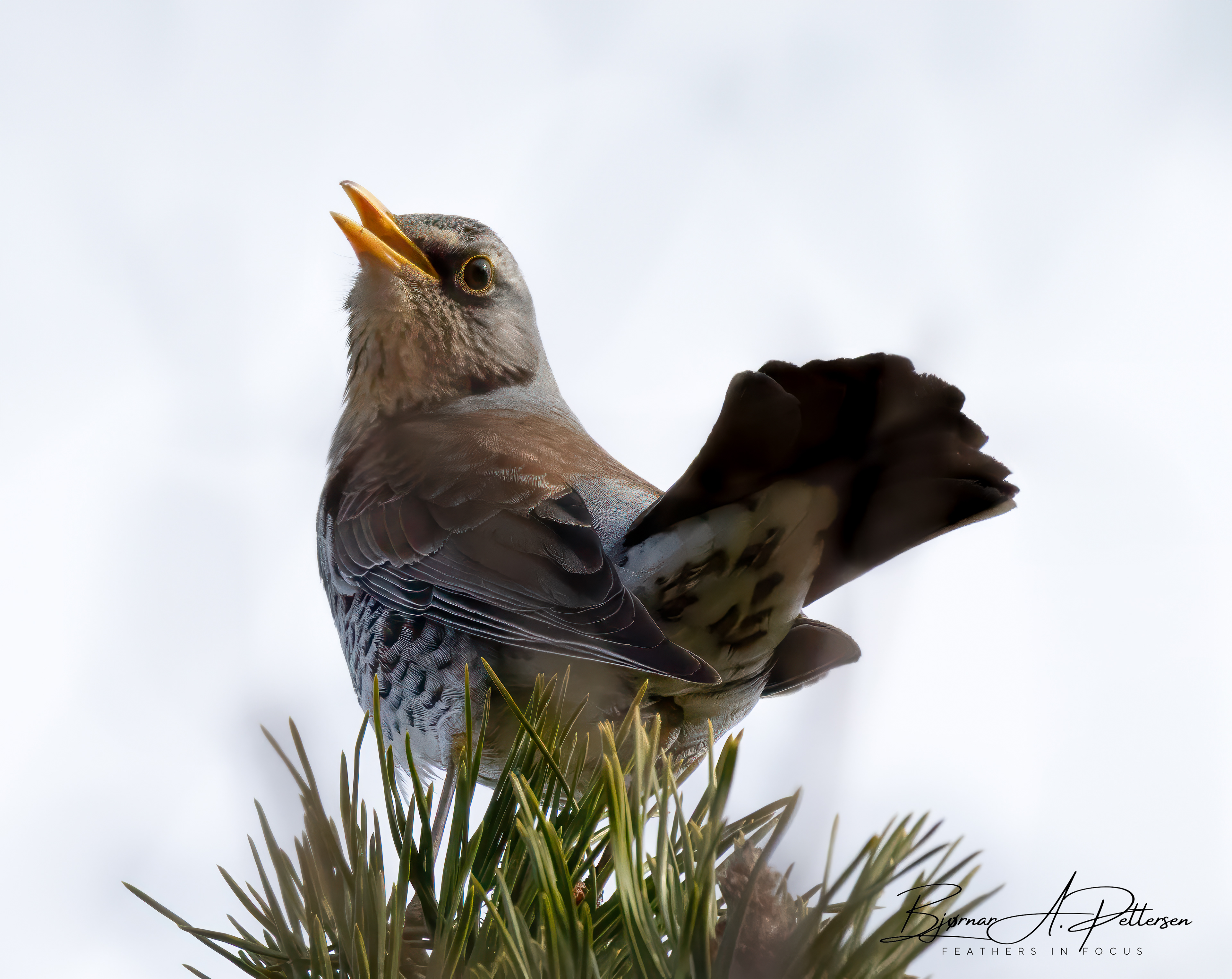 Gråtrost, 01.05.2025