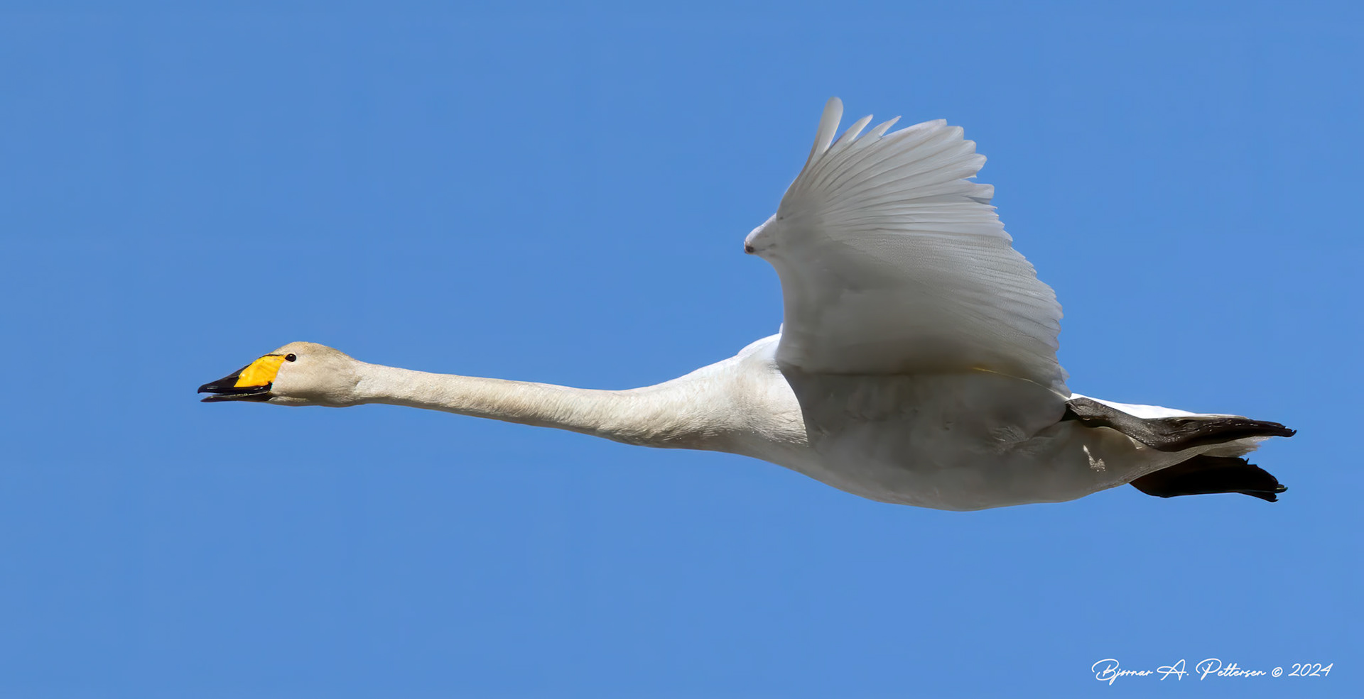 Sangsvane flyr rett over hytta. Bildet tatt fra høyden rett ved.