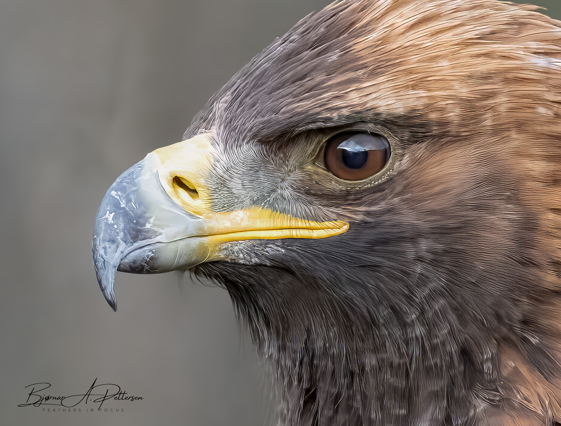 Kongeørn, Bonnådalen 16.10.2025.