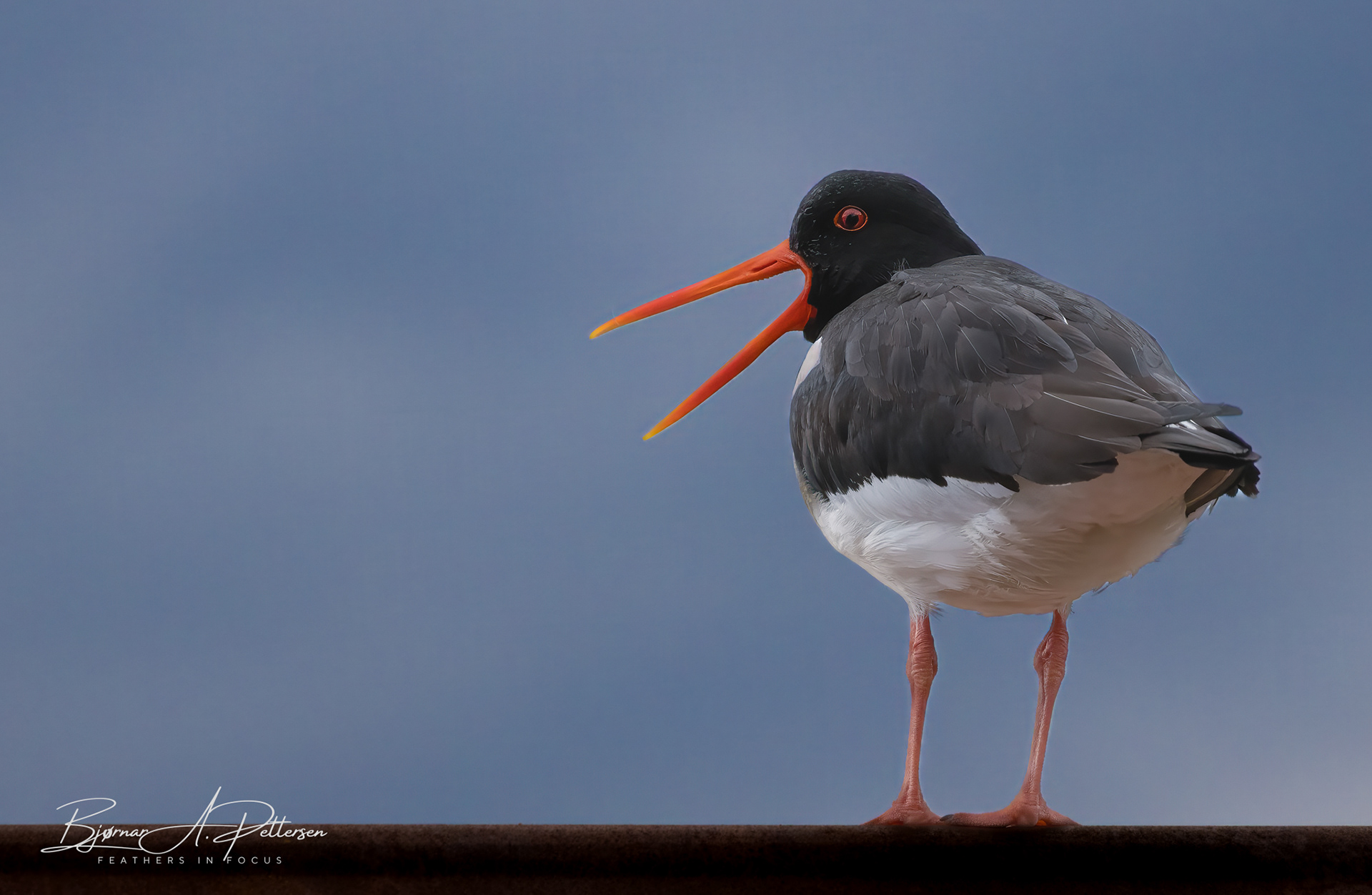 Tjeld, juni 2024, Strøksnes.