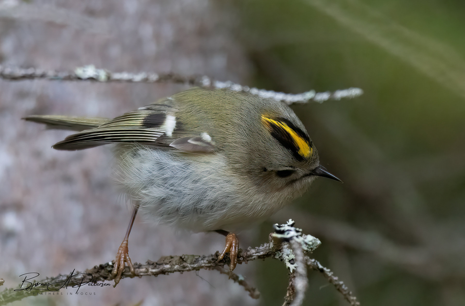 Fuglekonge, 05.05.2025.