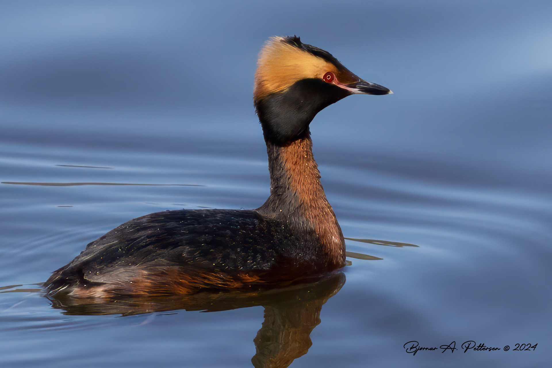 Horndykker, 17. mai 2024