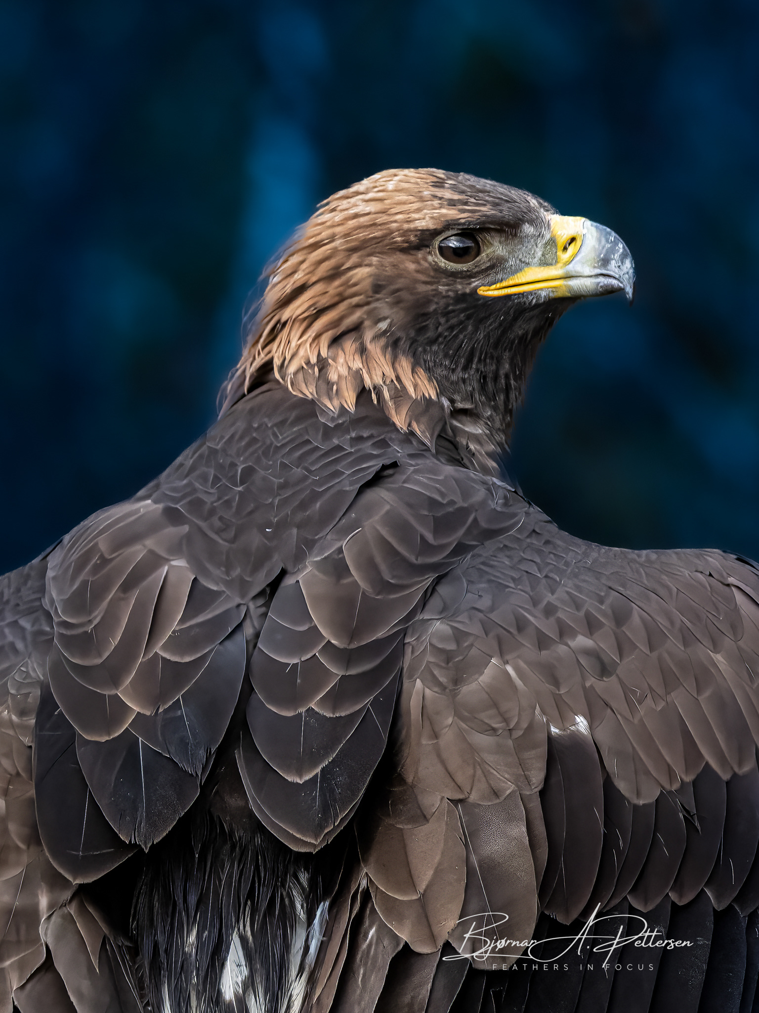 Kongeørn, Bonnådalen 16.10.2025.