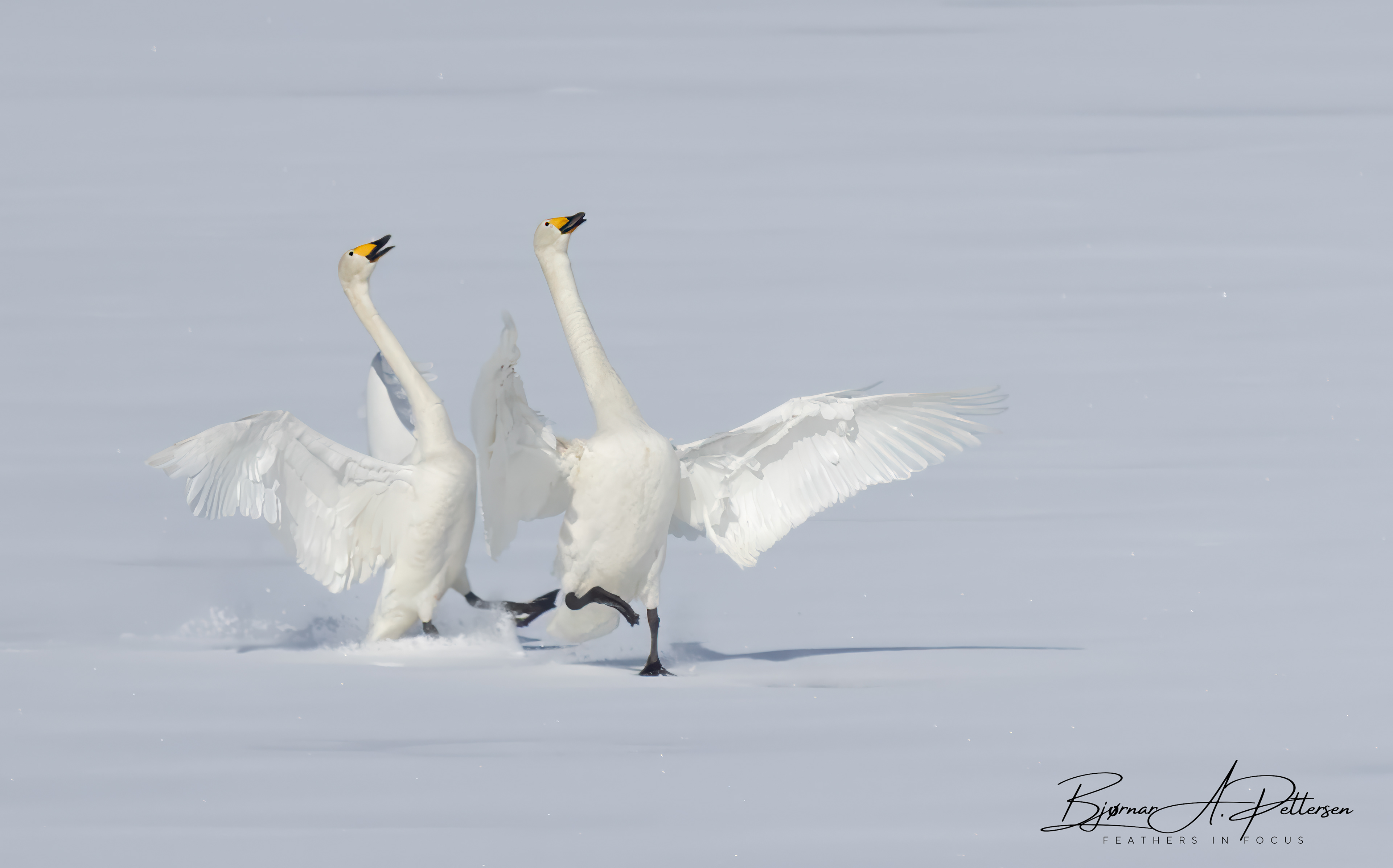 Svaner på Vallvatnet, 27.04.2025.