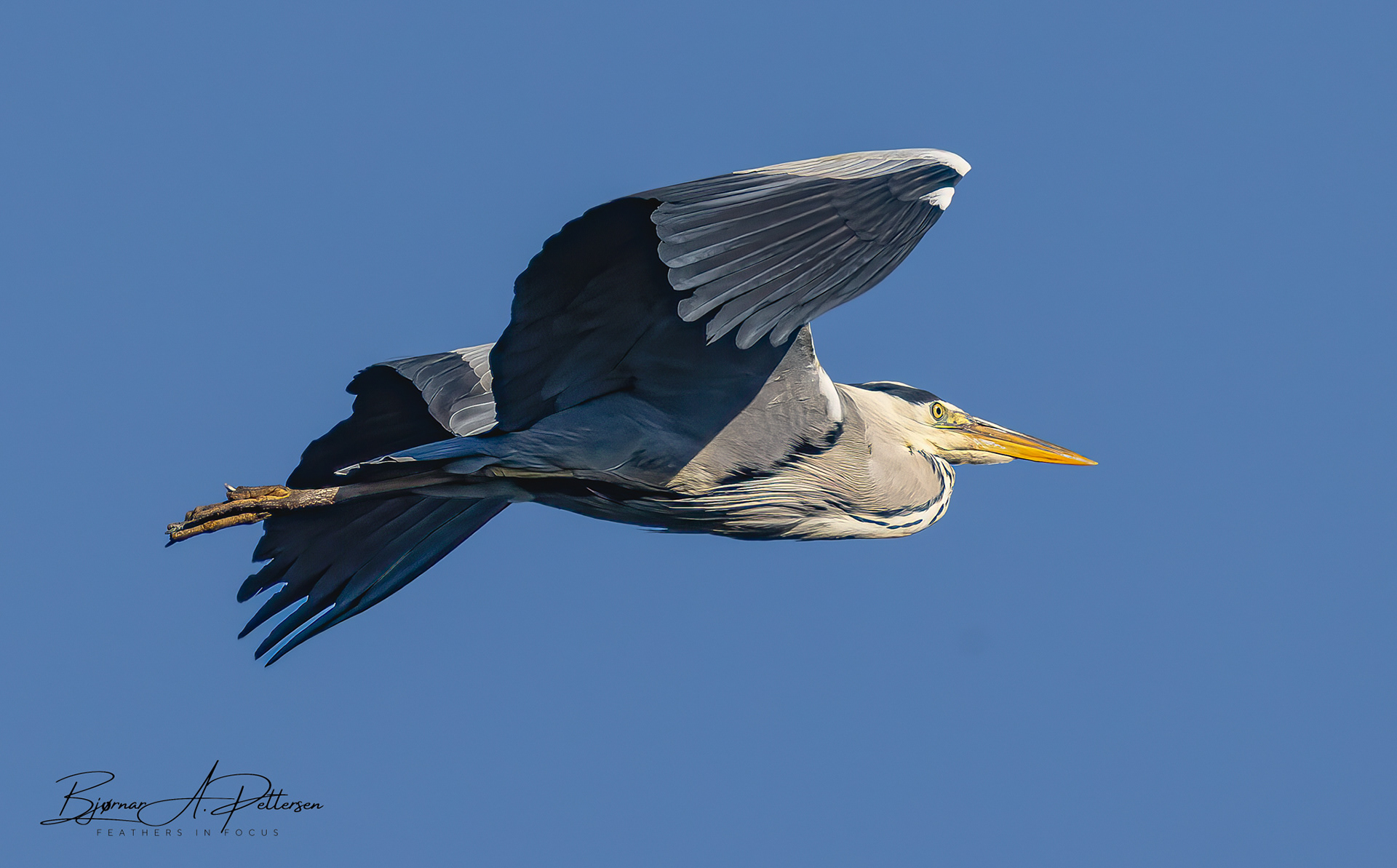 Gråhegre, august 2025.