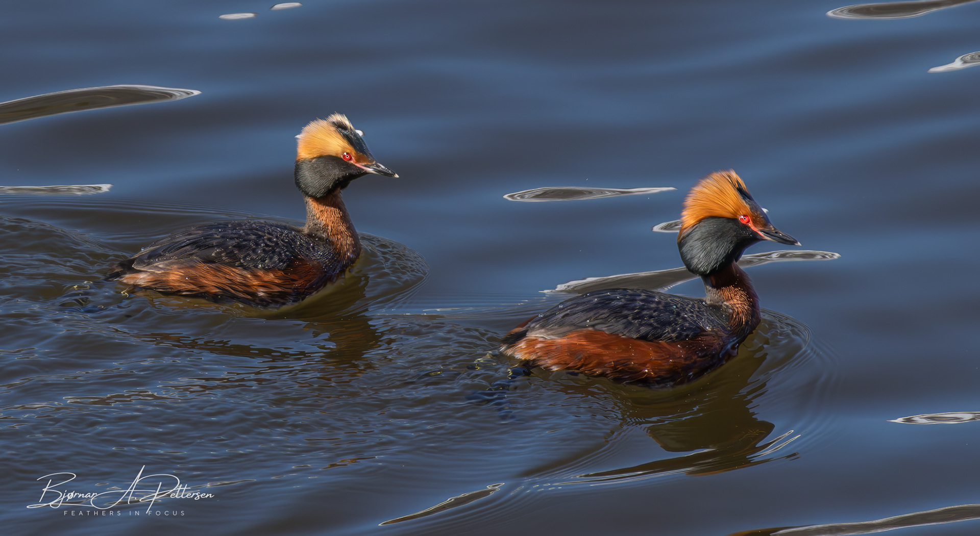 Horndykkere, 17.05.2024.