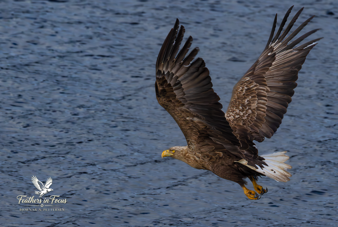 Havørn, Straumen, 31.03.2026
