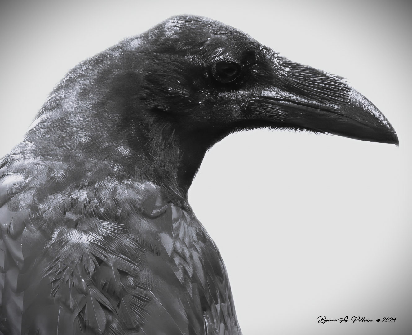 Lord Raven - et mektig åsyn. Samme fugl som er avbildet på rekkverket.