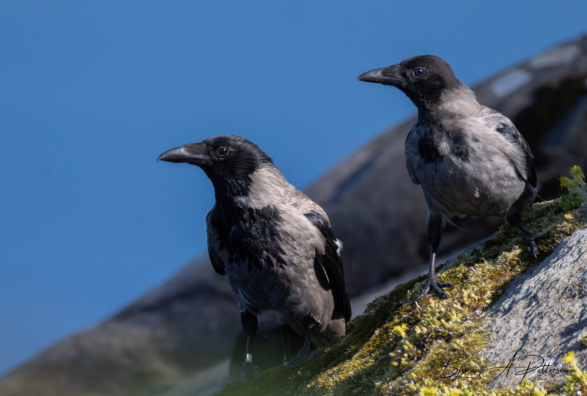 Kråker ved Vallvatnet, juli 2025.