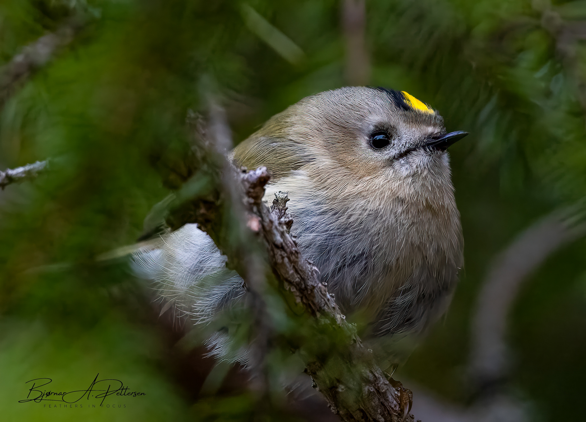 Fuglekonge, 05.05.2025.