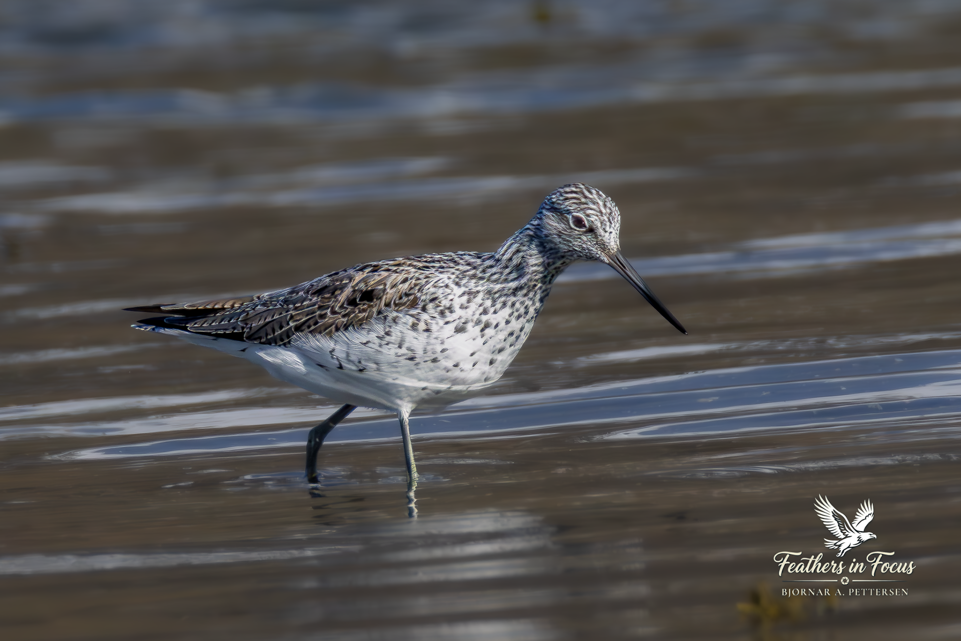 Gluttsnipe, 08.05.2026