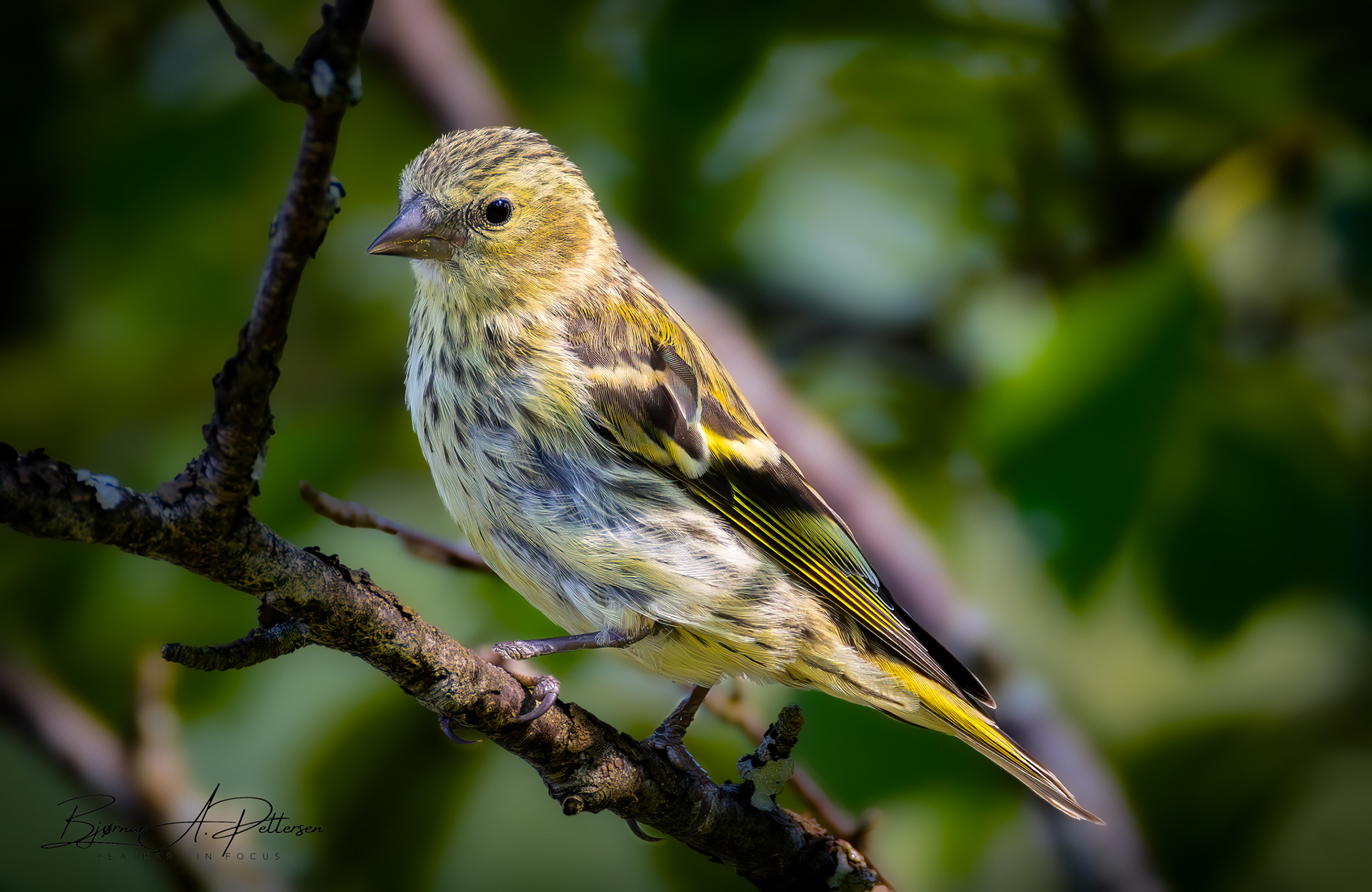 Grønnsisik, august 2025.