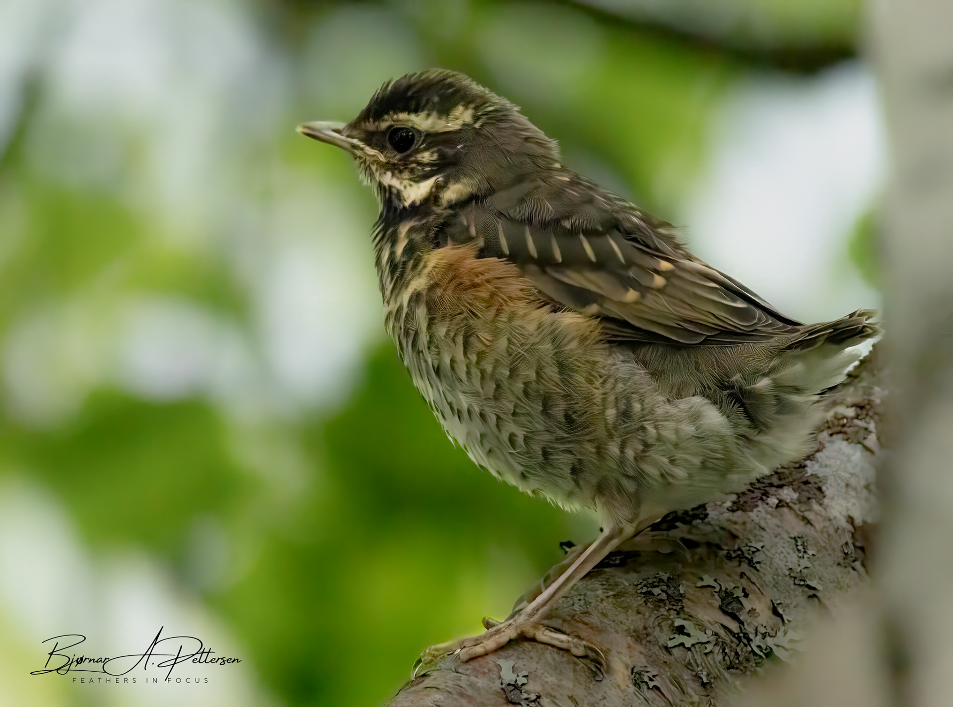 Rødvingetrost, 1K, 07.07.2025.