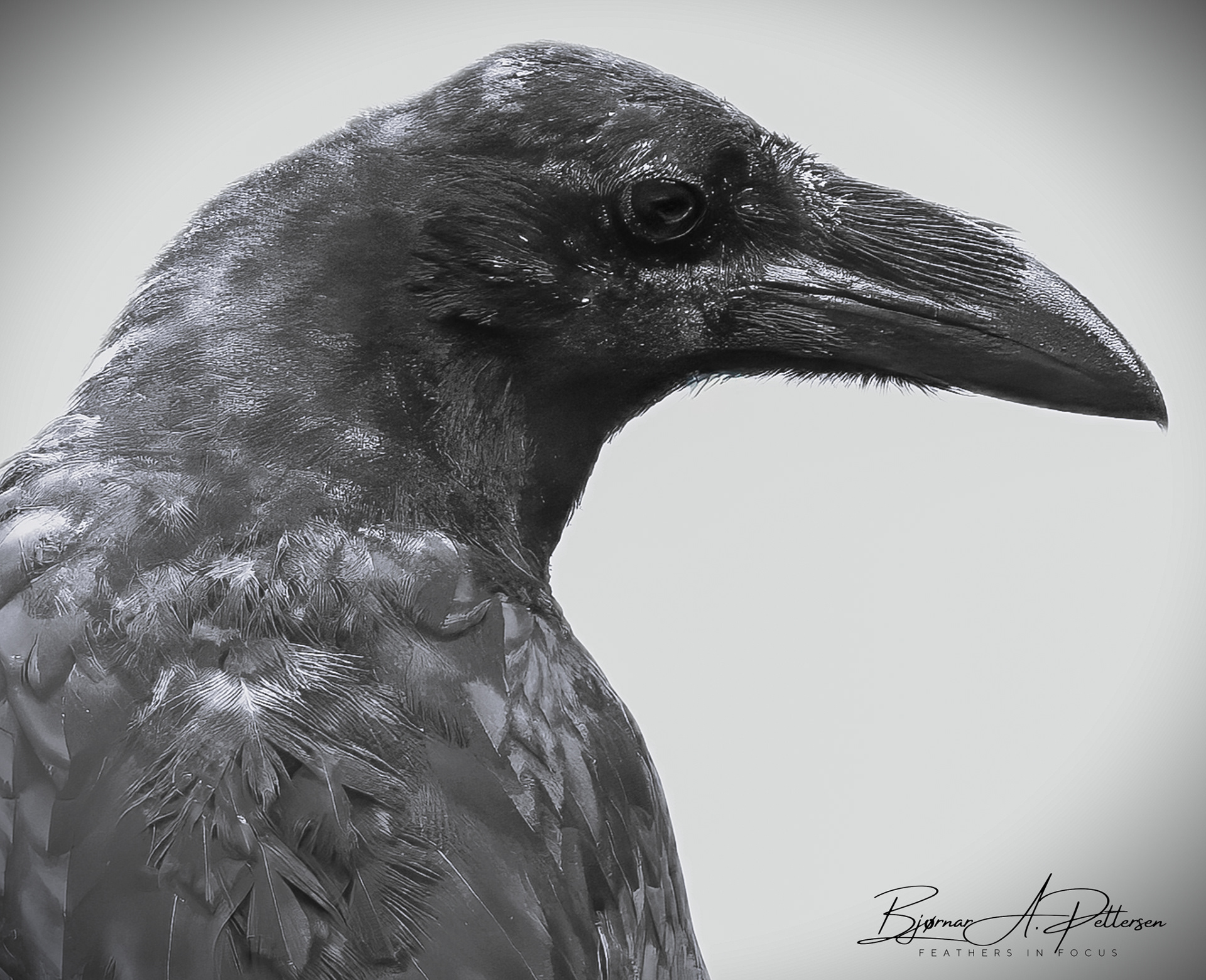 "Lord Raven" himself. Vallvatnet 2024.