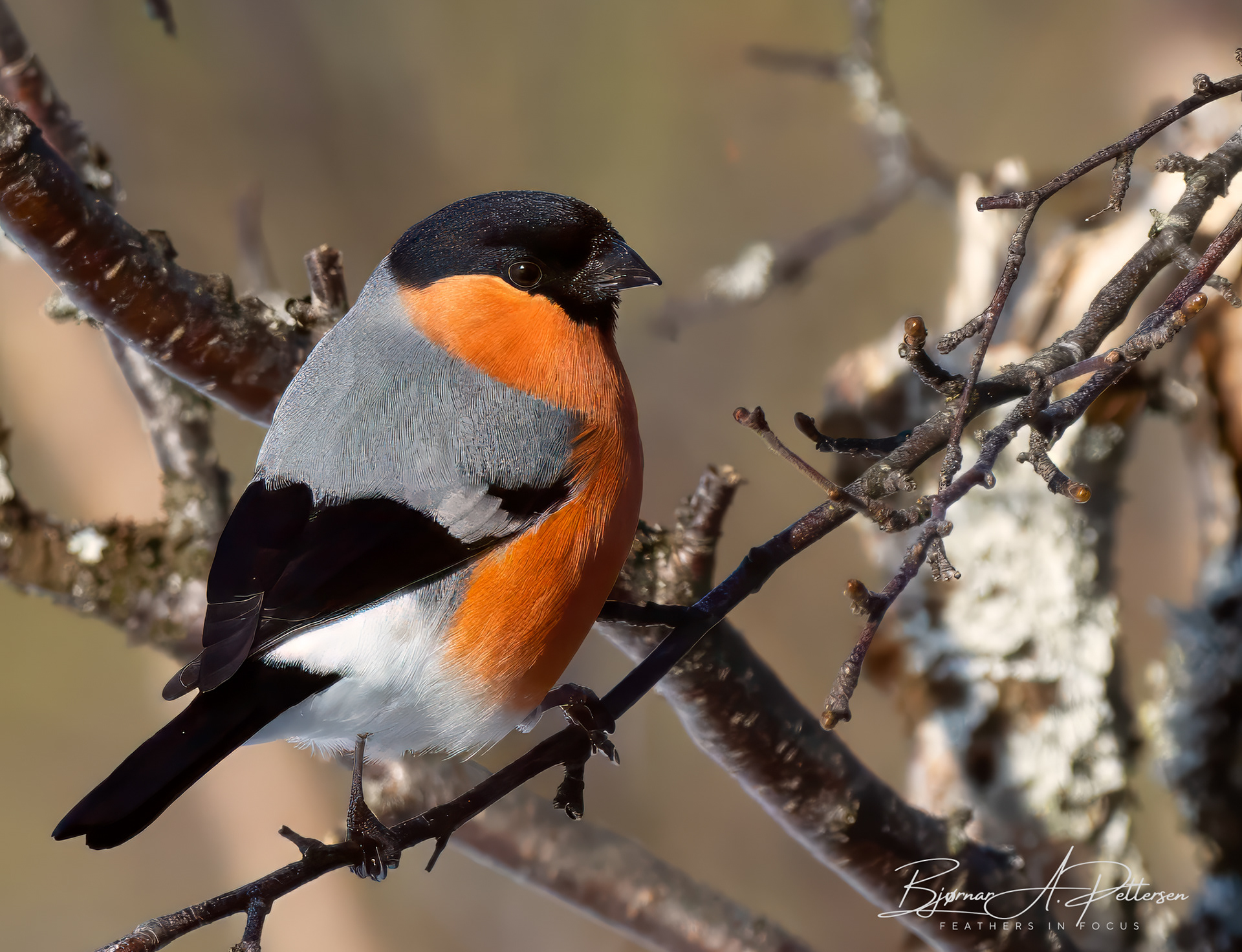 Dompap, Vallvatnet 2024.