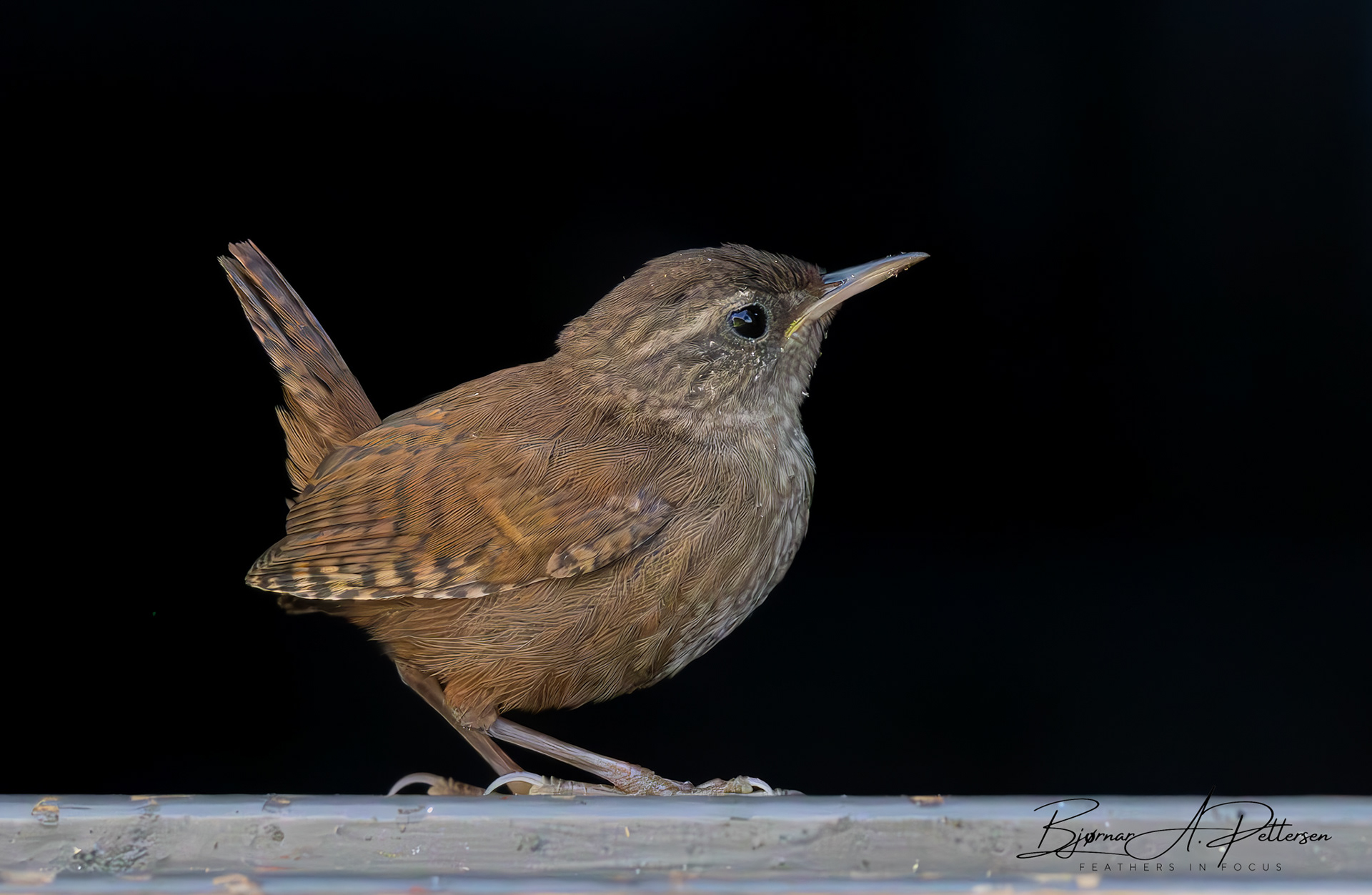 Gjerdesmett, august 2025.