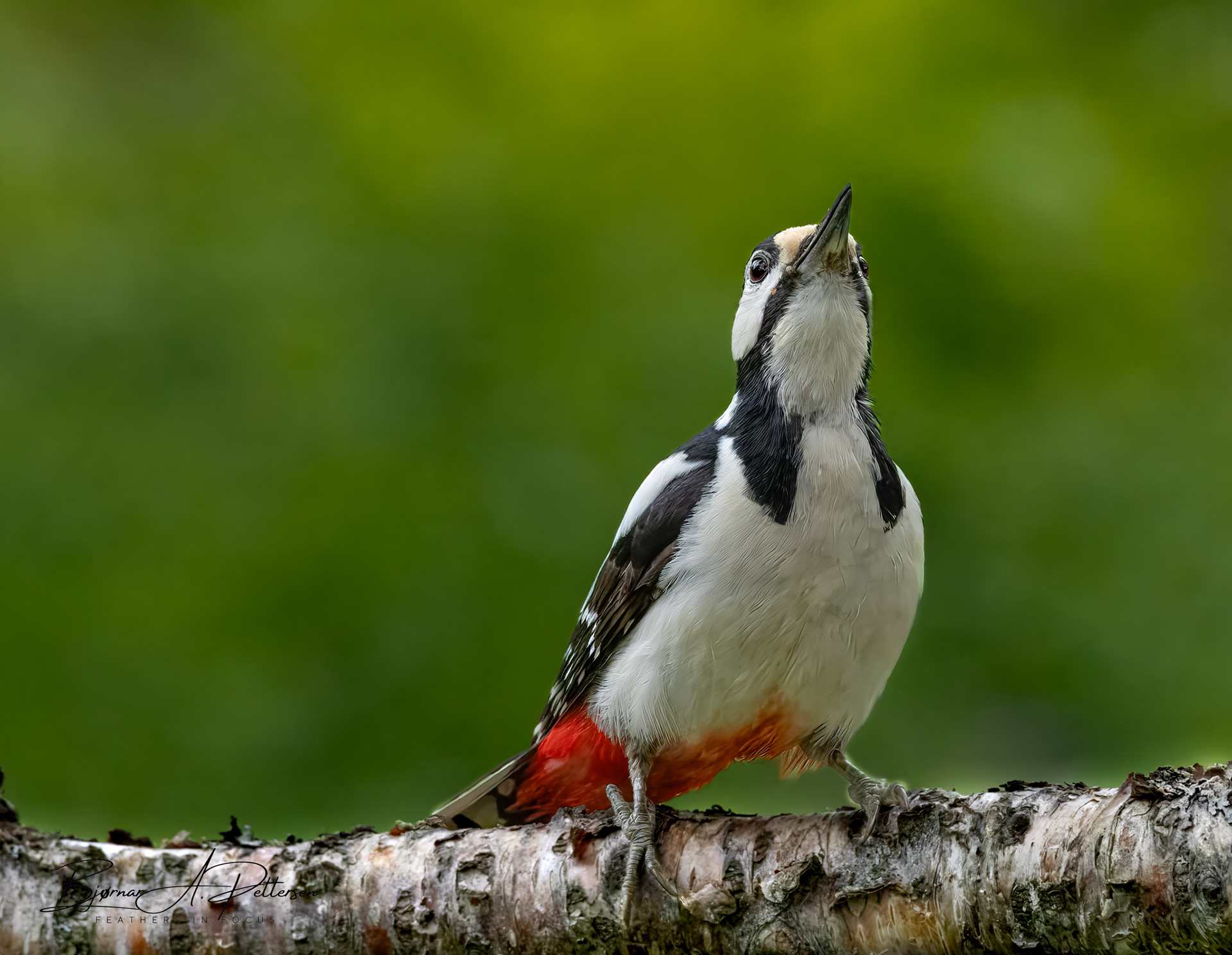 Flaggspett, 02.07.2025.