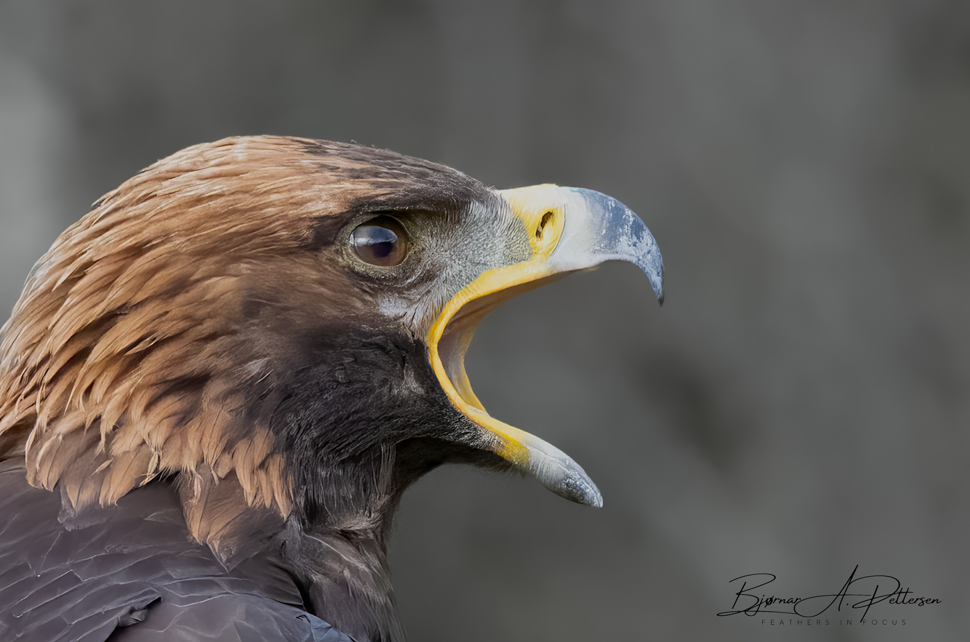 Kongeørn, Bonnådalen 16.10.2025.