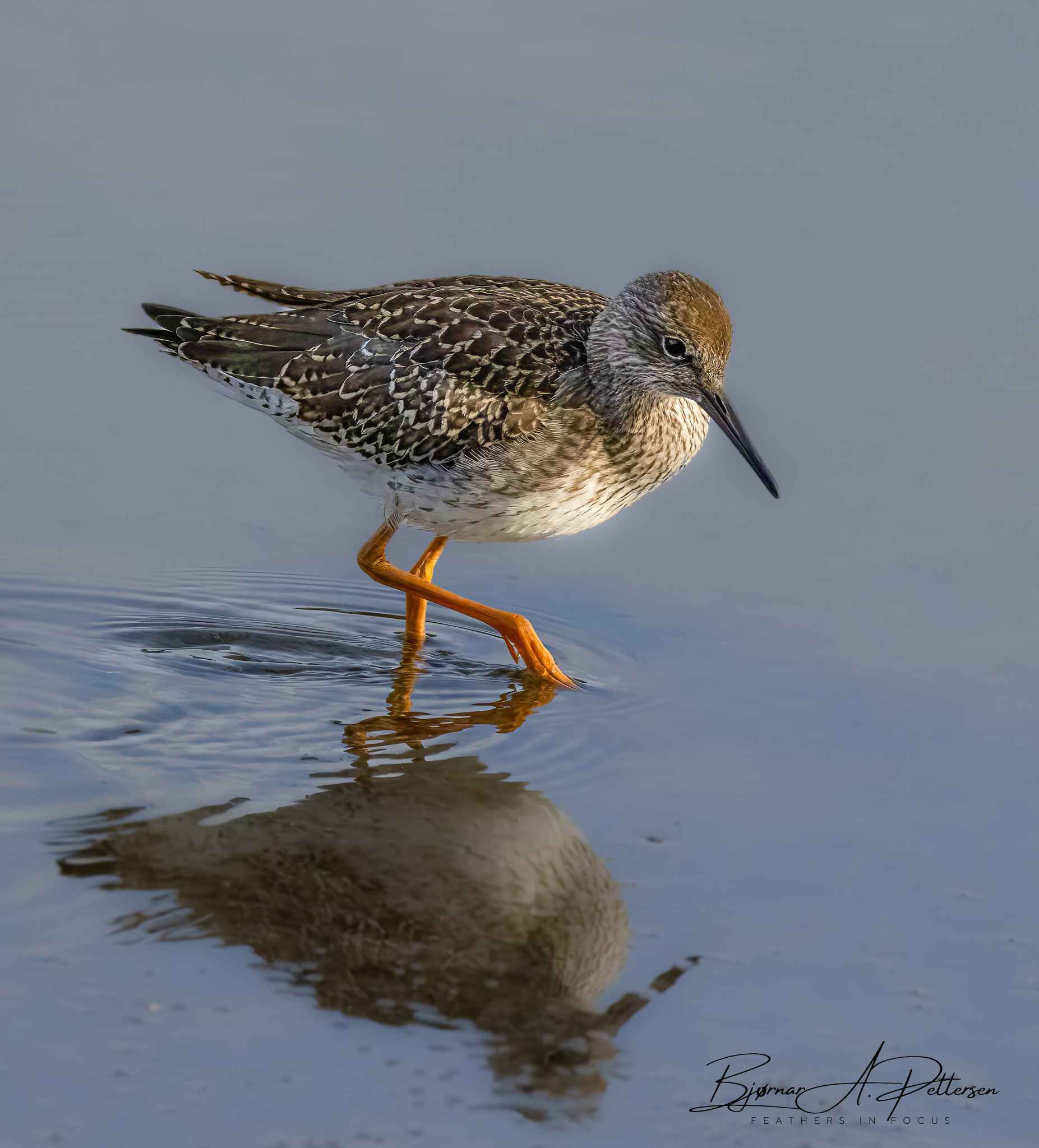 Rødstilk, Straumen.