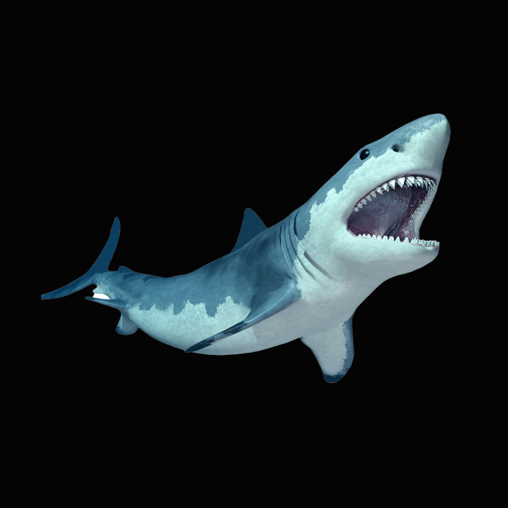Main Shark
