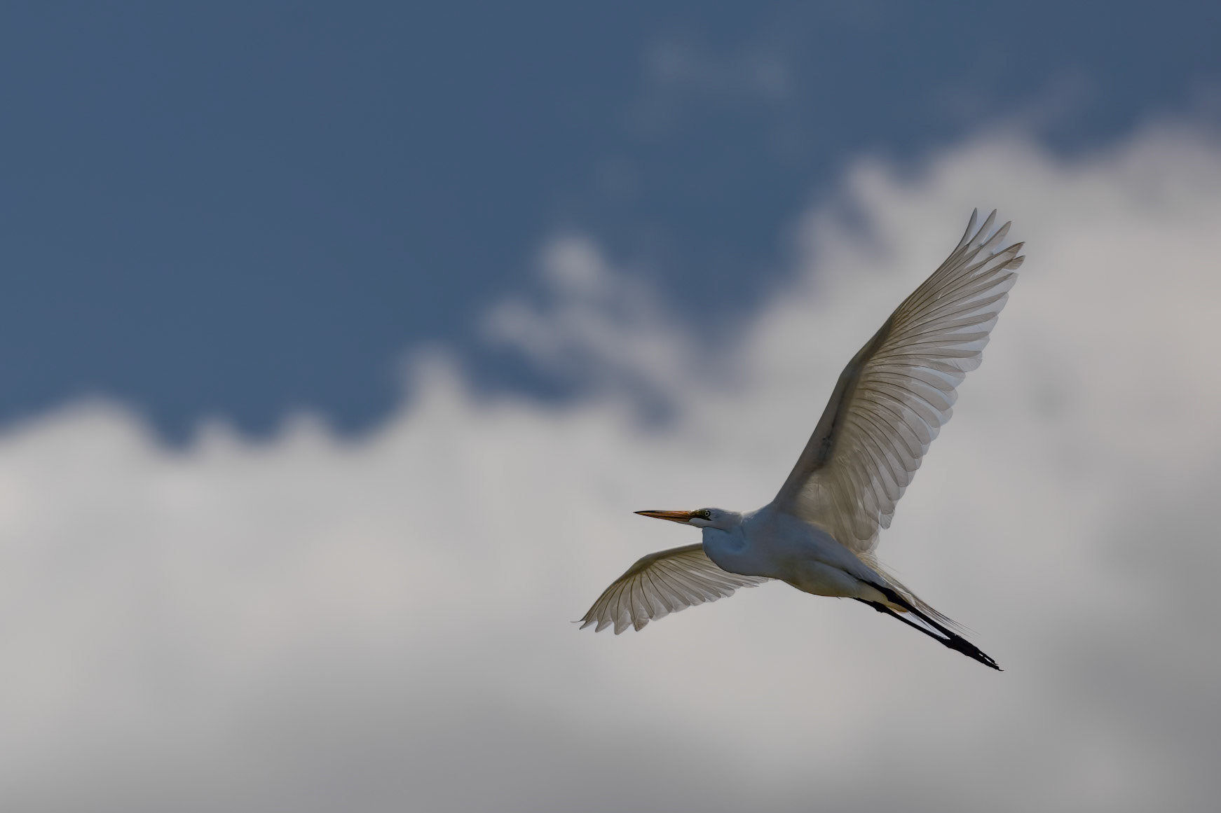 "White in the Blue" Great Egret (Ardea alba)
