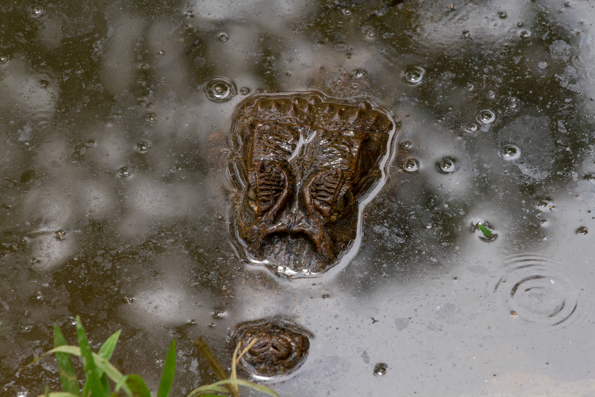 Spectacoled Caiman (Caiman crocodilus)