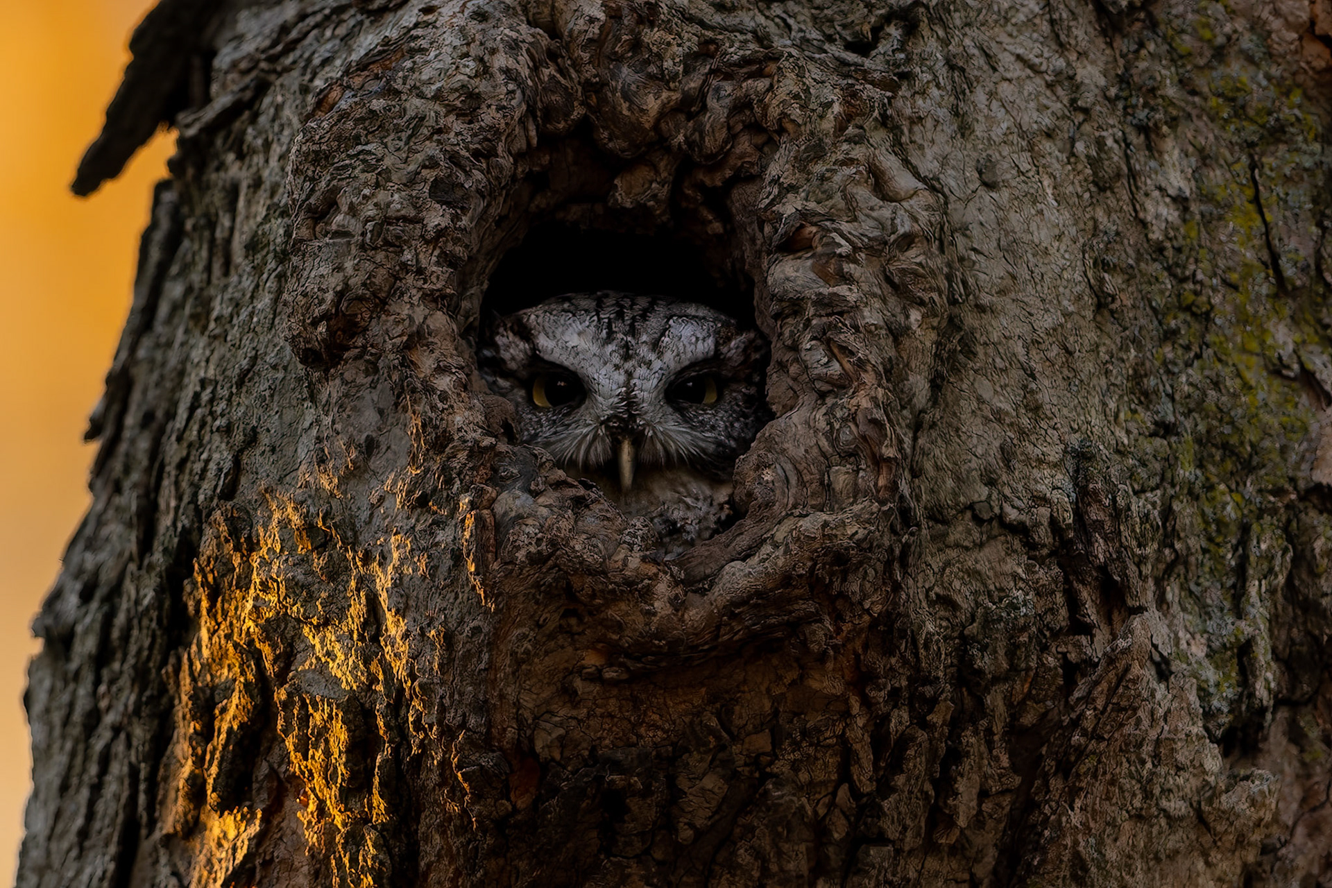 Eastern Screech Owl