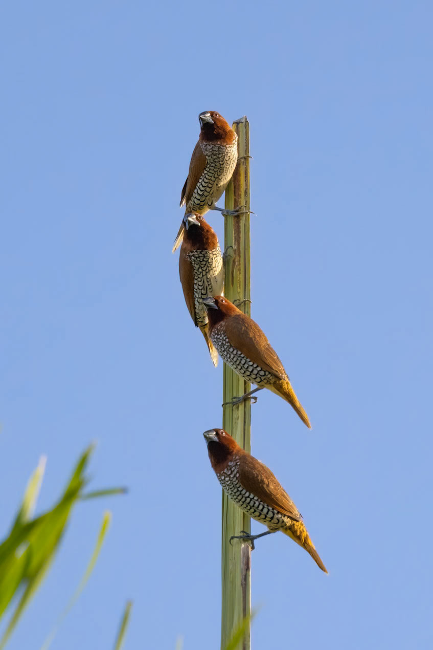 Scaly-breasted Munia
