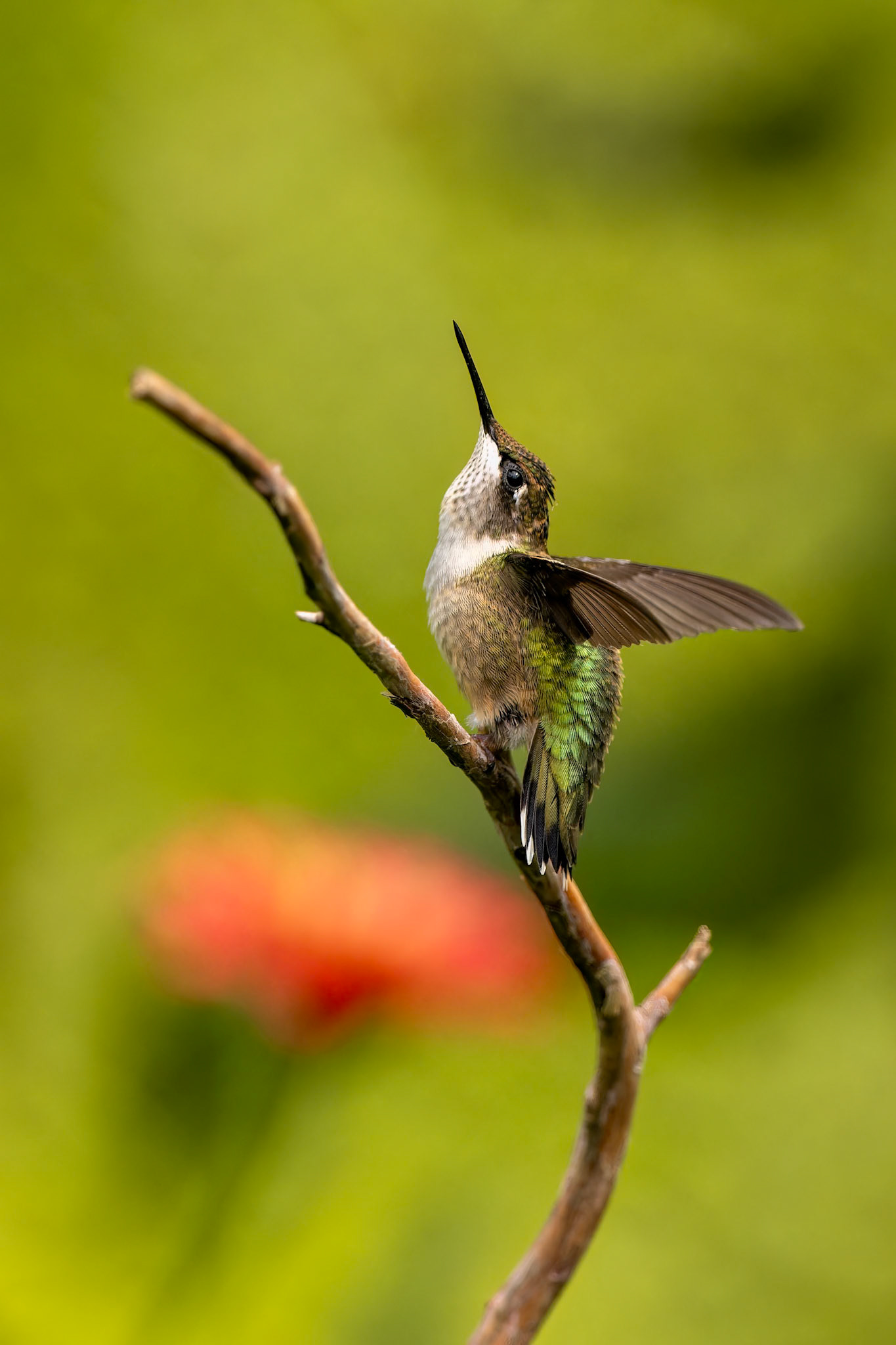 Ruby-throated Hummingbird