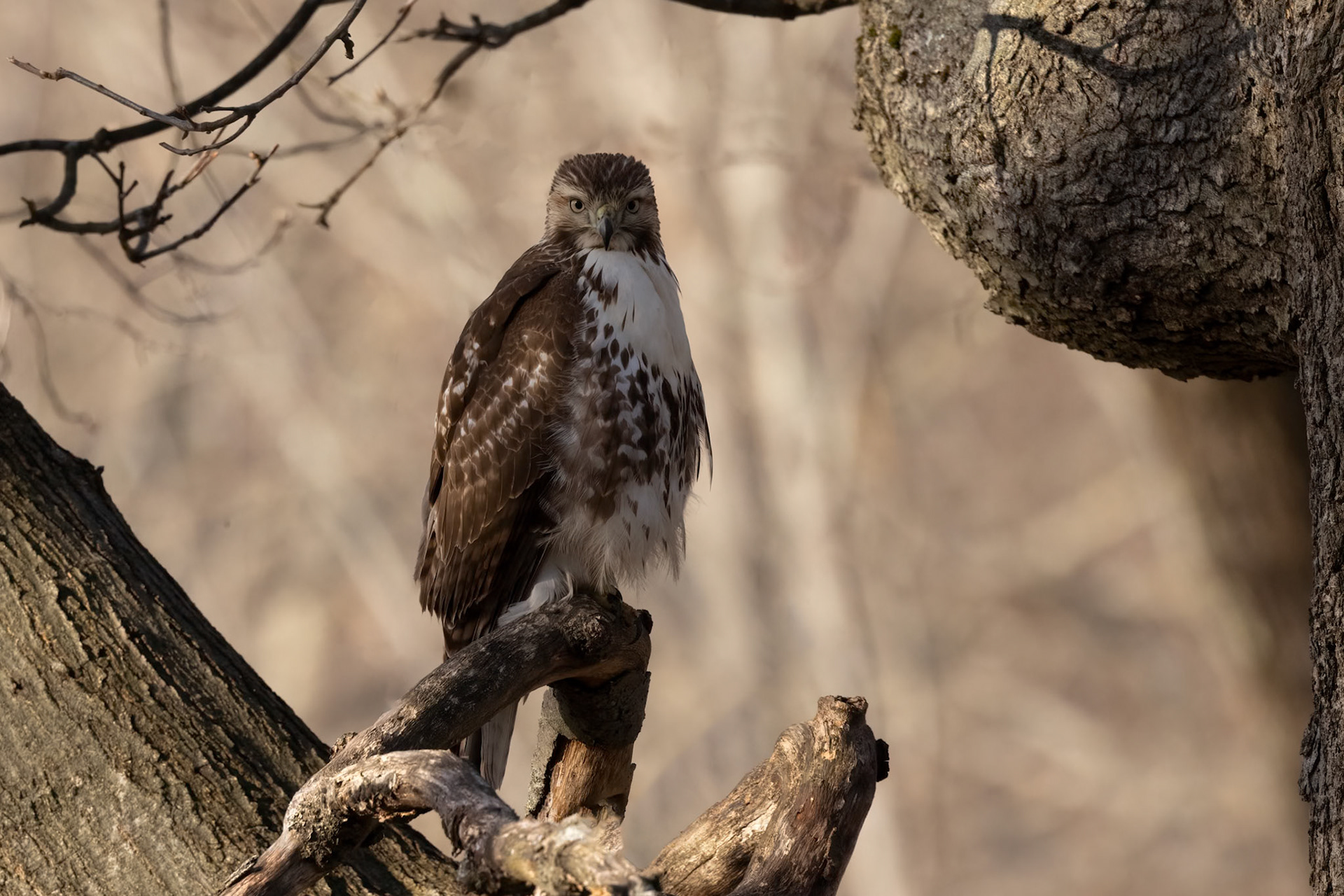 "Framed" Red Tailed Hawk (Buteo jamaicensis)
