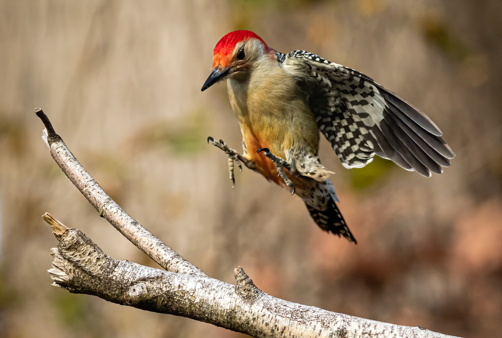 Red-bellied Woodpecker (Melanerpes carolinus)