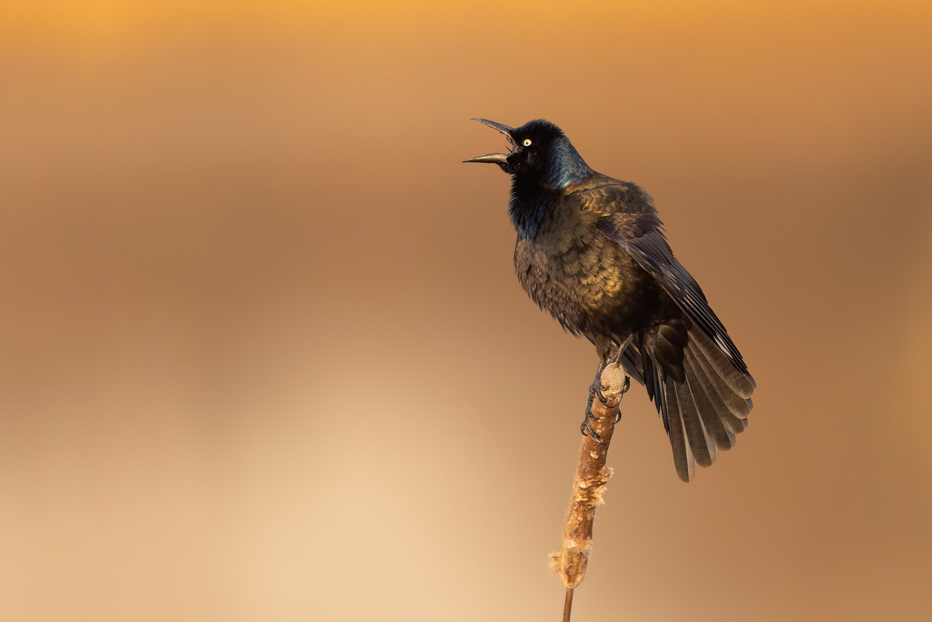 "In the Golden hour" Common Grackle (Quiscalus quiscula)