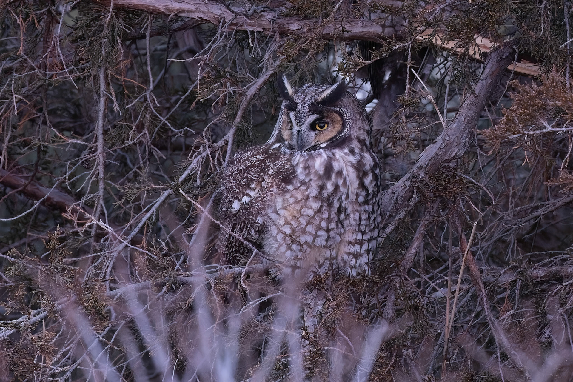 Long-eared Owl