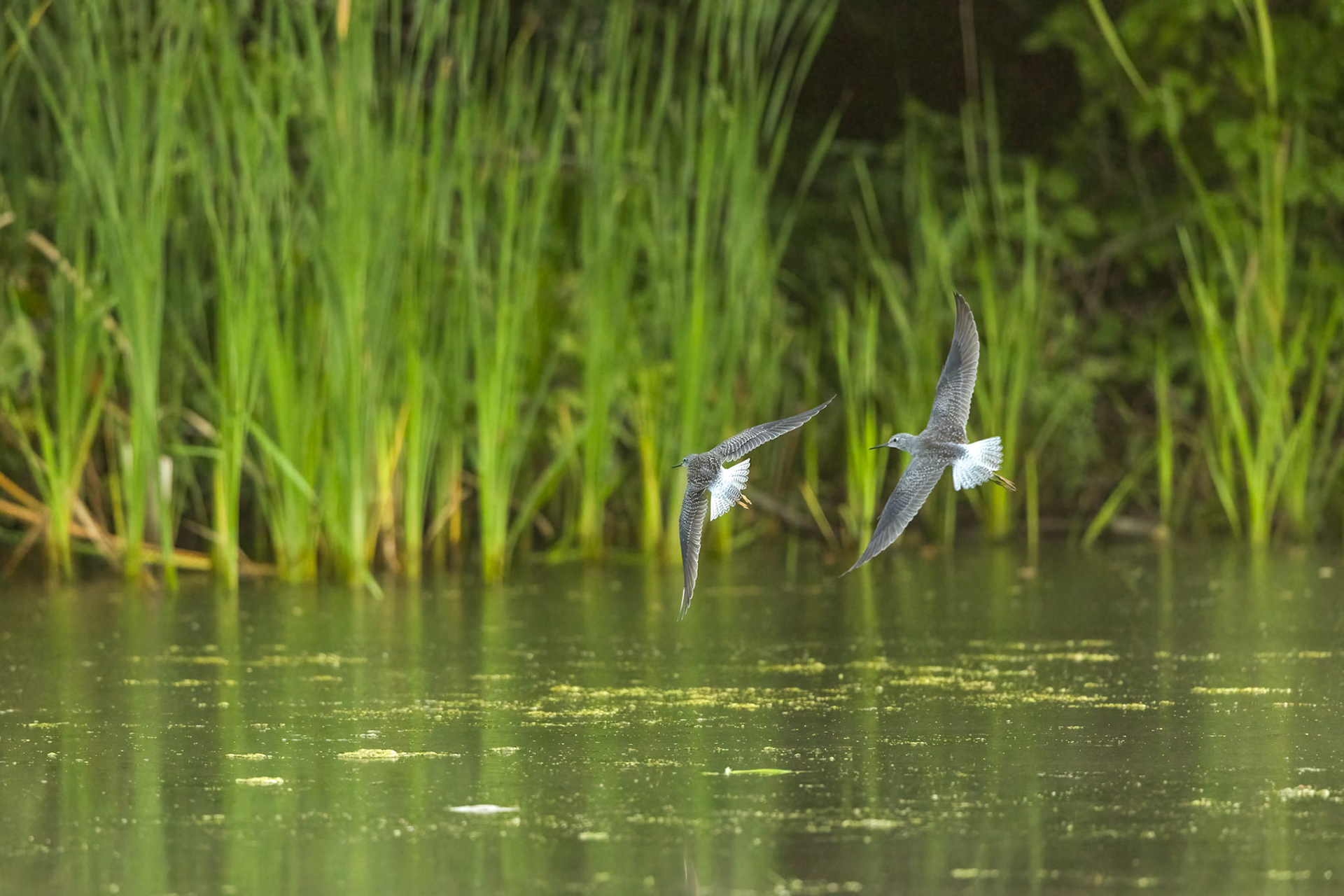 Lesser Yellowlegs
