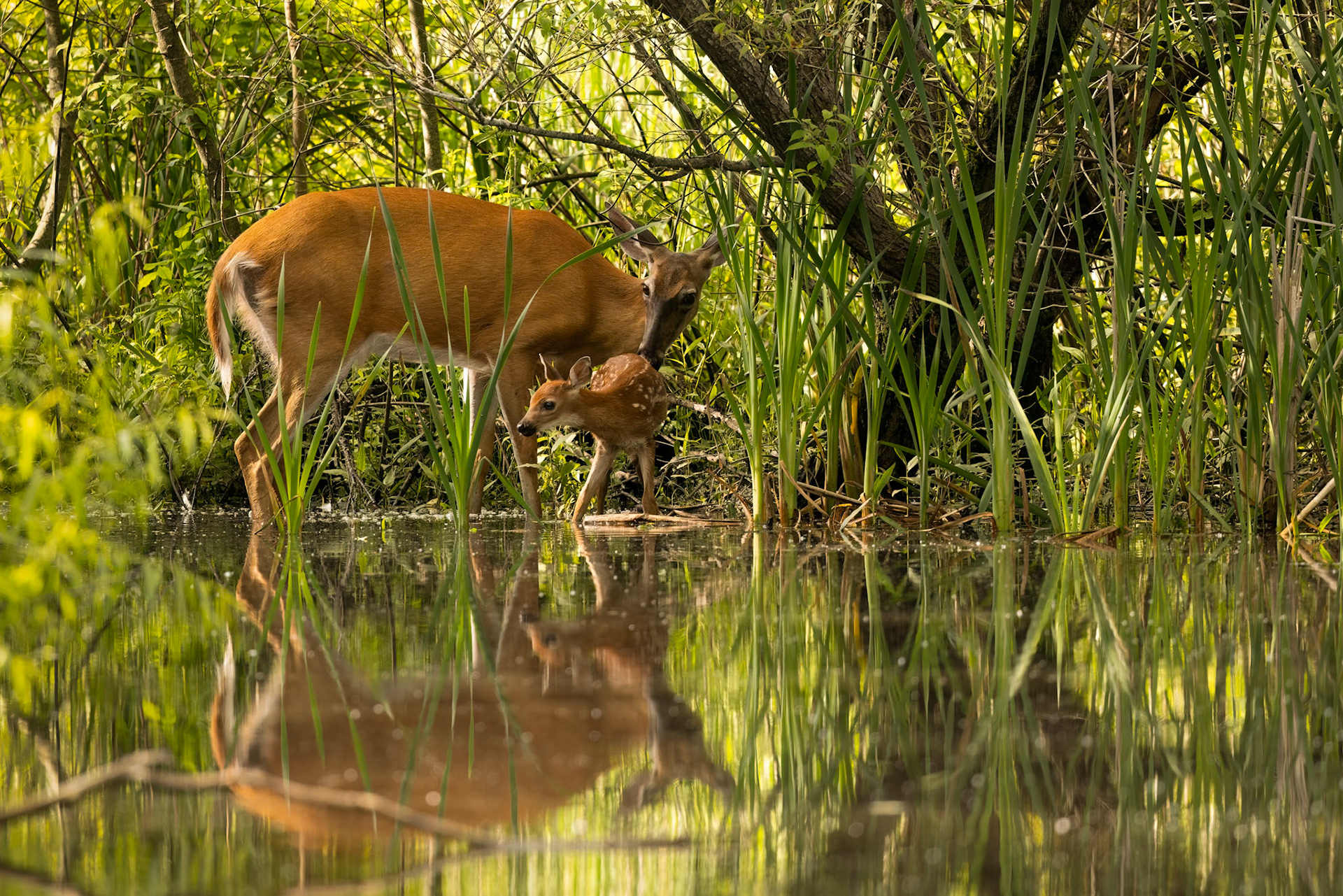Bamby with the mother