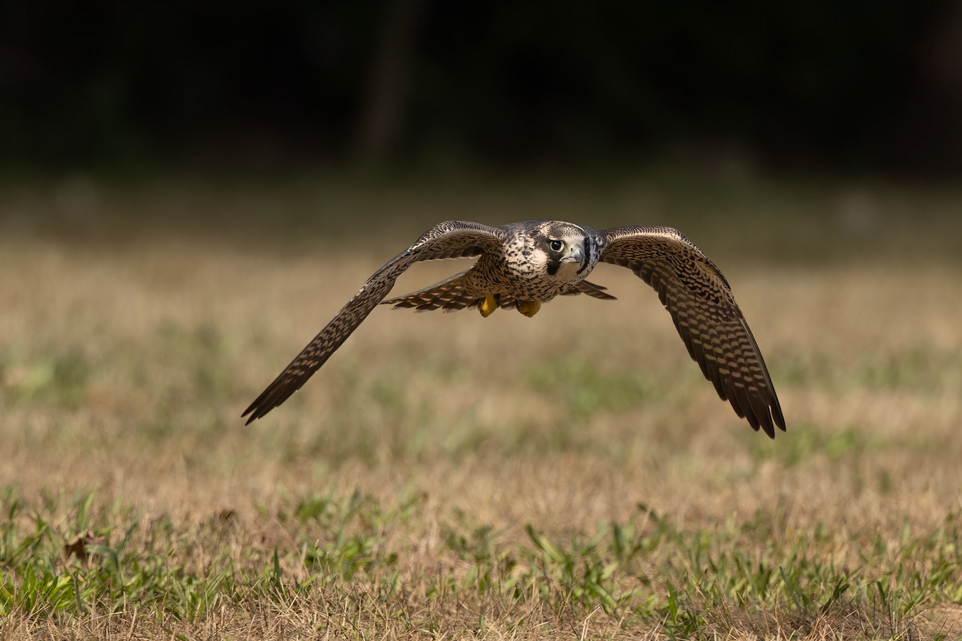 Juvenile Peregrin Falcon