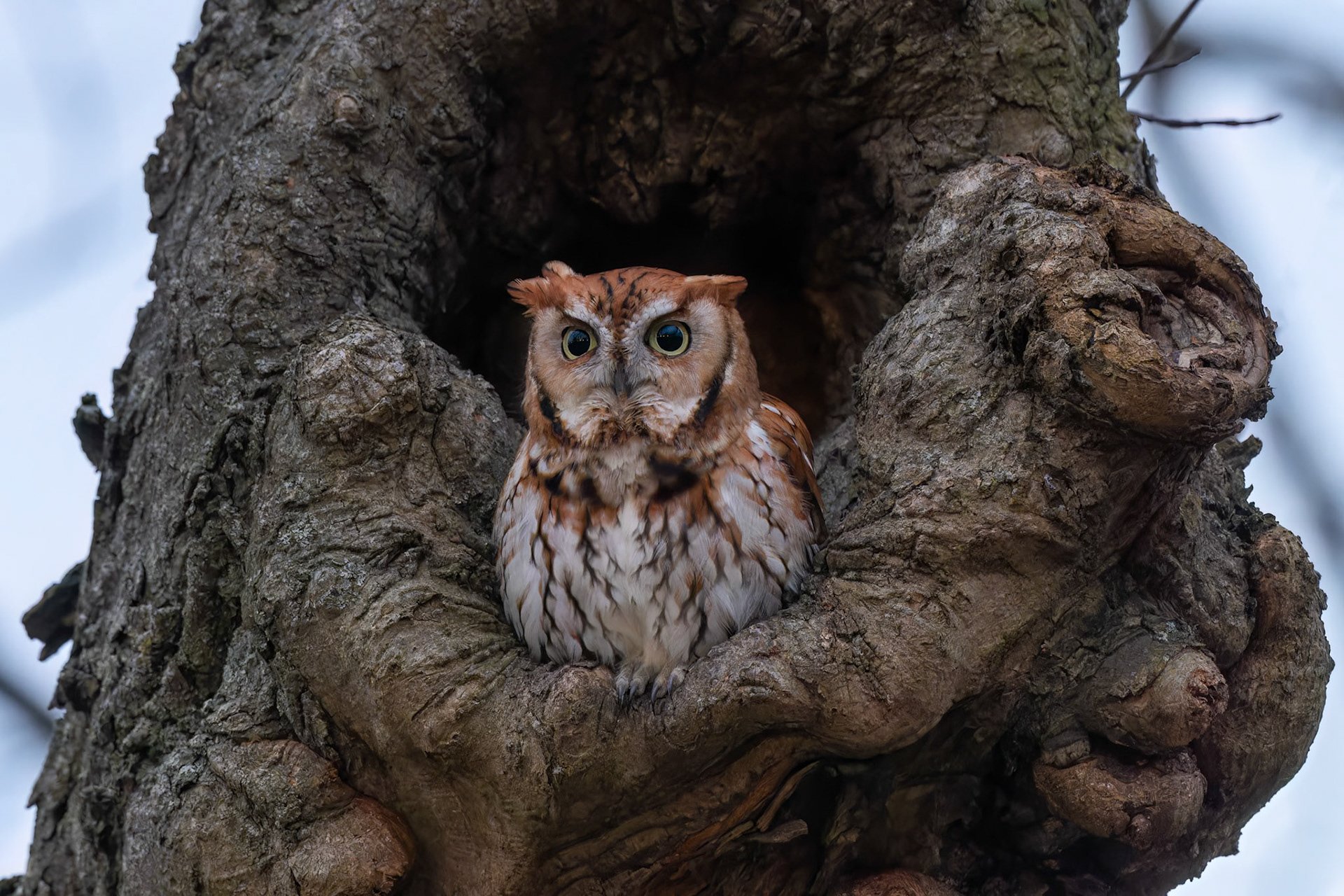 Eastern Screech Owl (male)