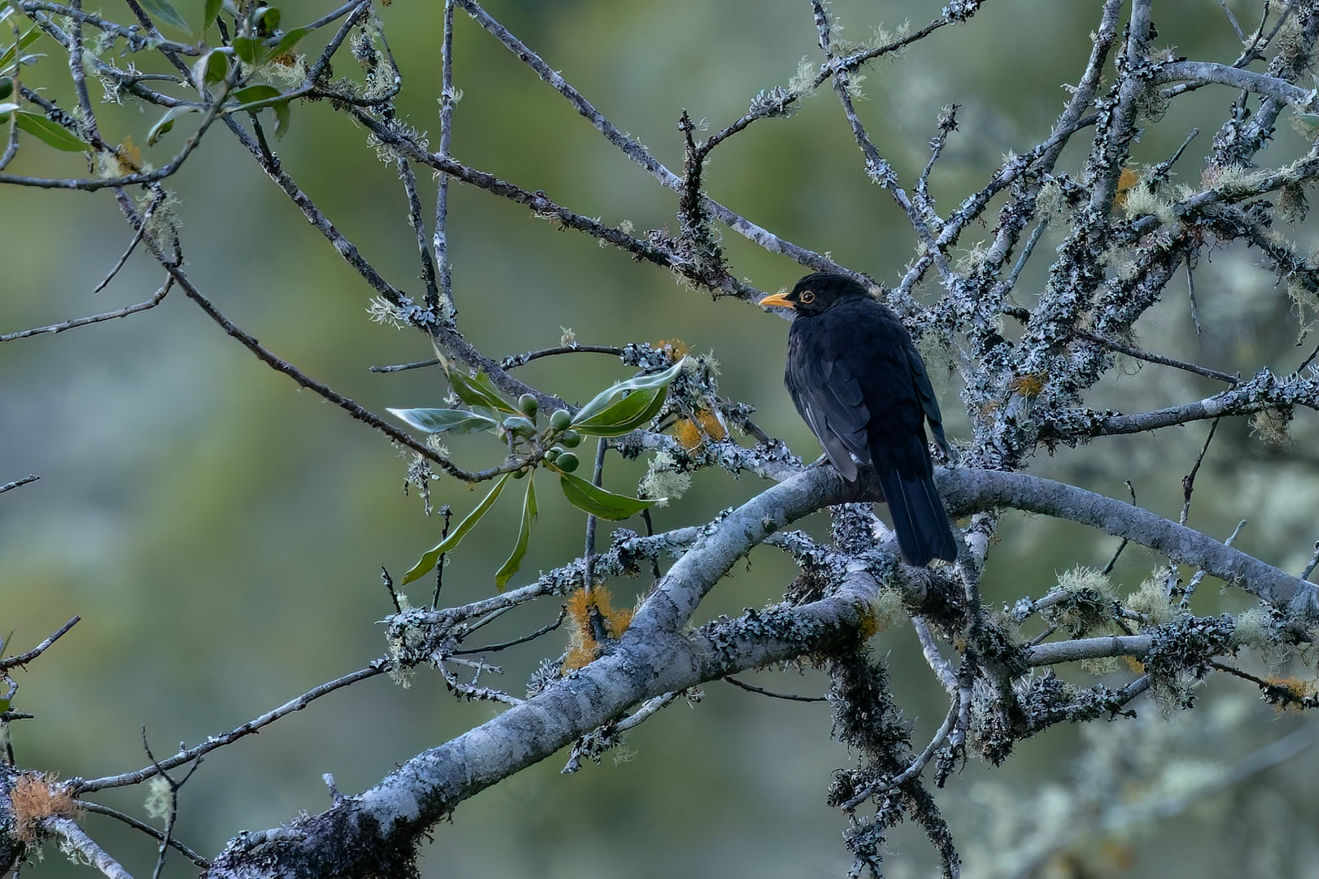 Common Blackbird (Turdus merula)