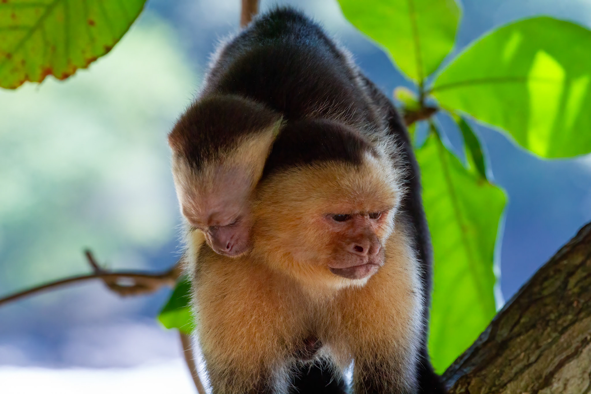 "Motherhood" Capuchin monkey