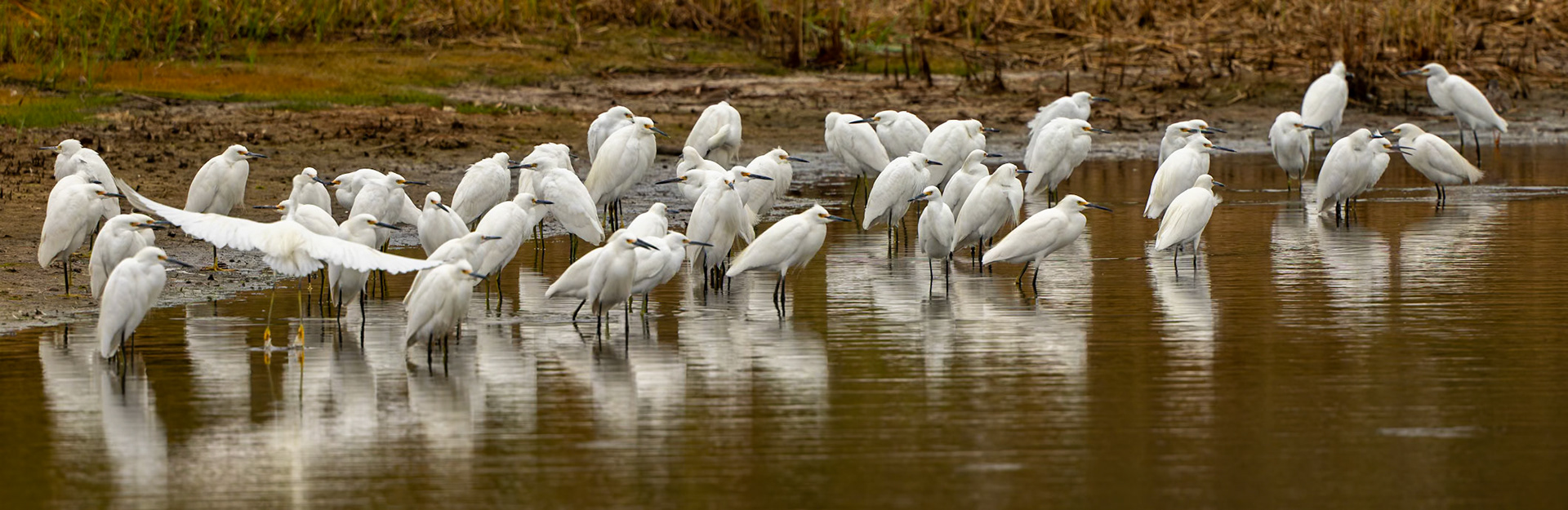 Great Egrets
