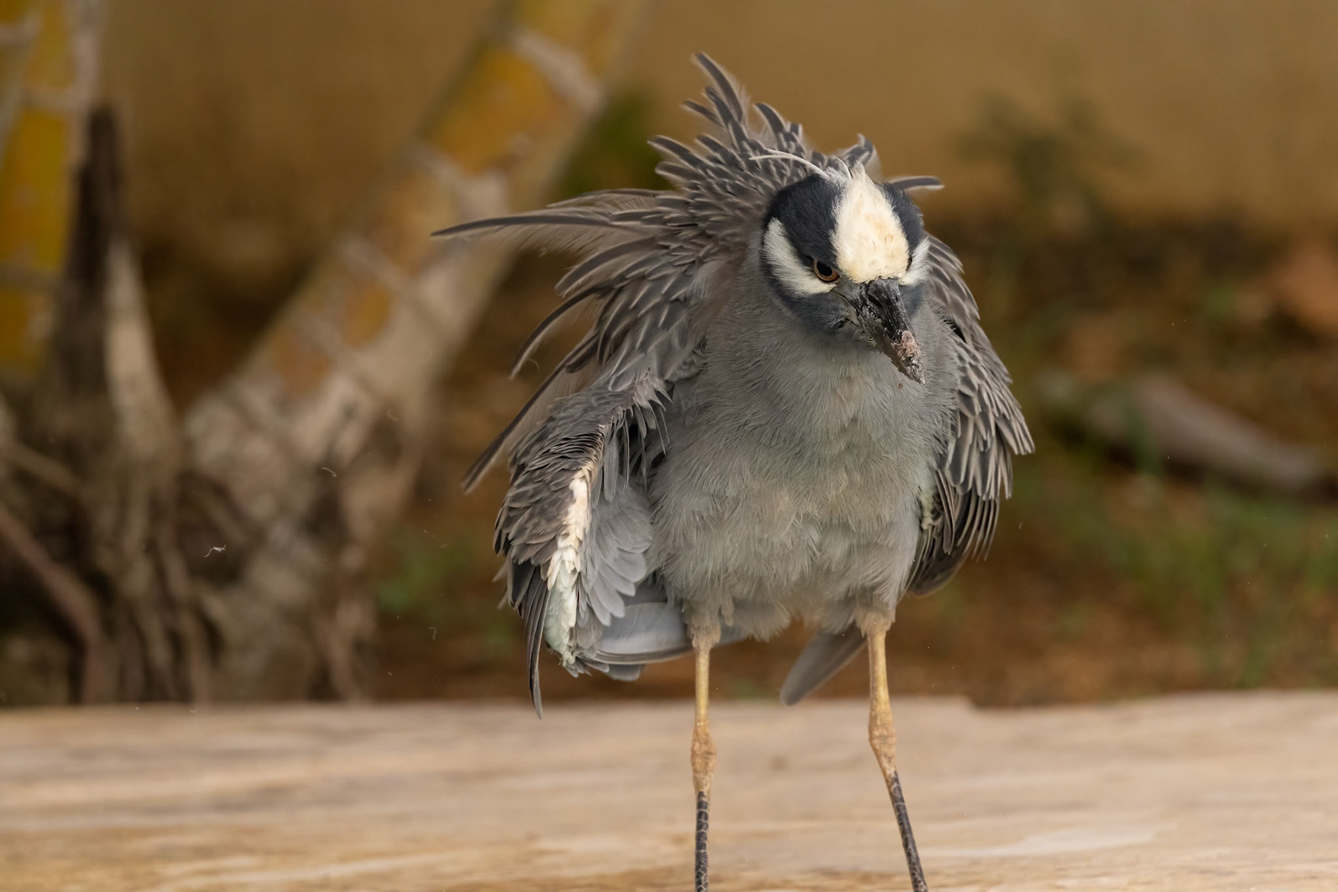 Yellow-crowned Night-Heron (Nyctanassa violacea)