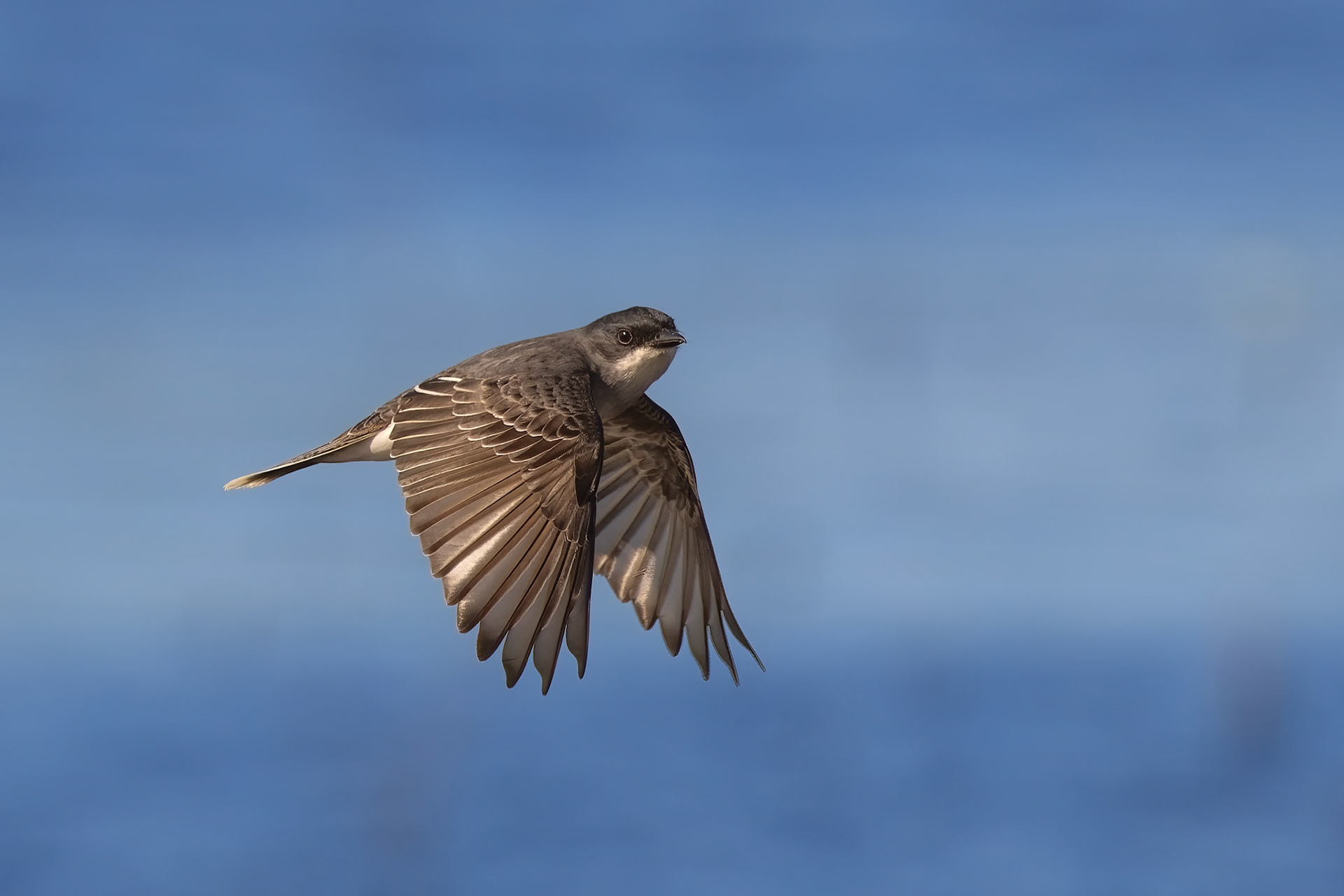 Eastern Kingbird