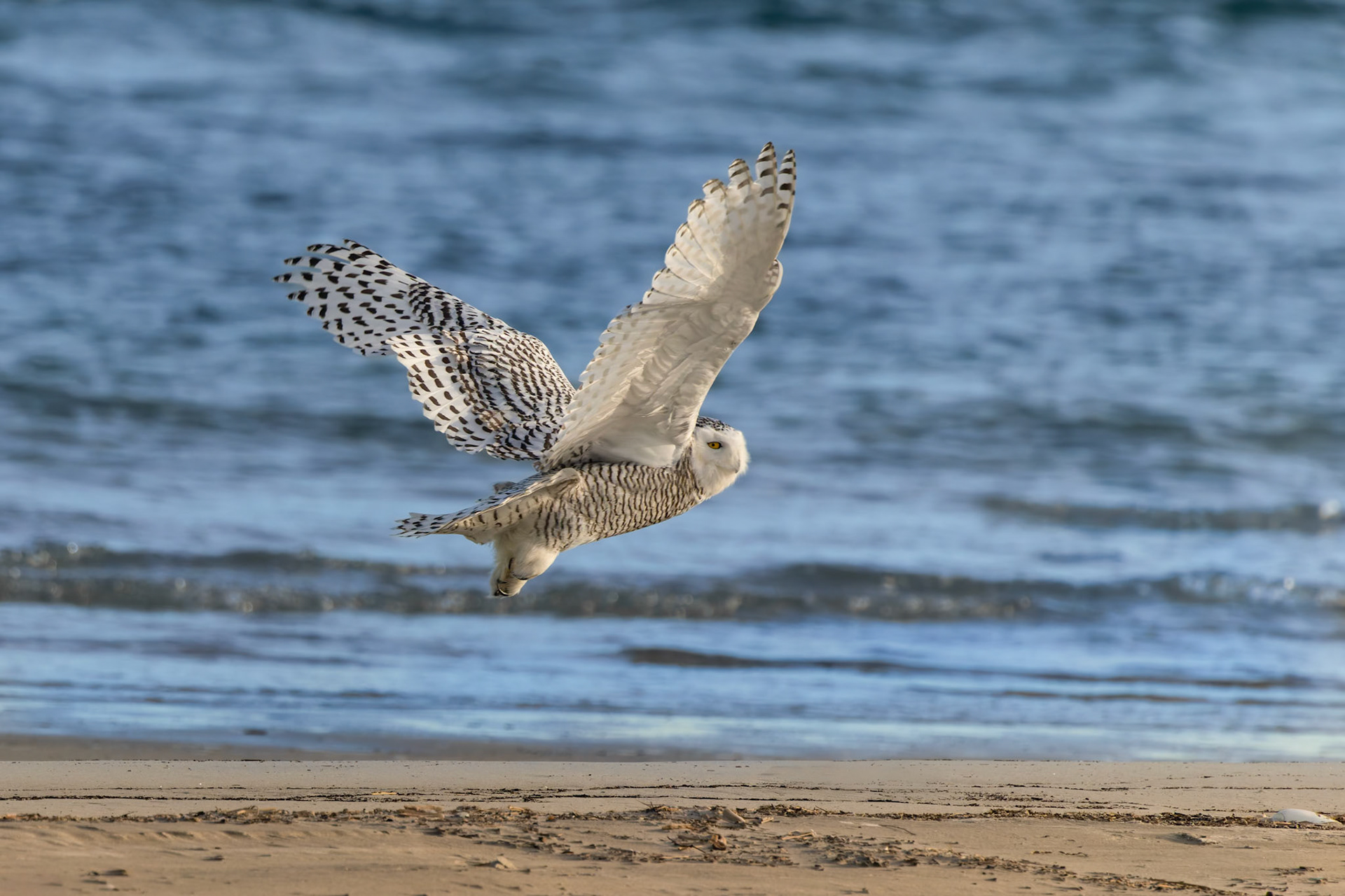 Snowy Owl (Bubo scandiacus)