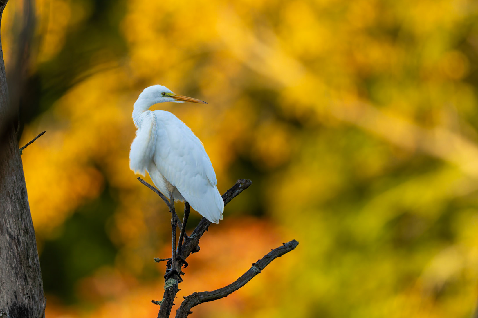 Great Egret